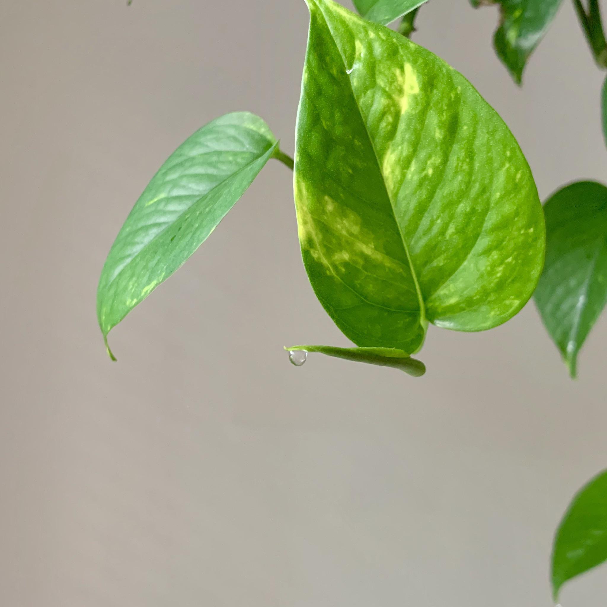 Both of my pothos plants have water droplets on the tips of their