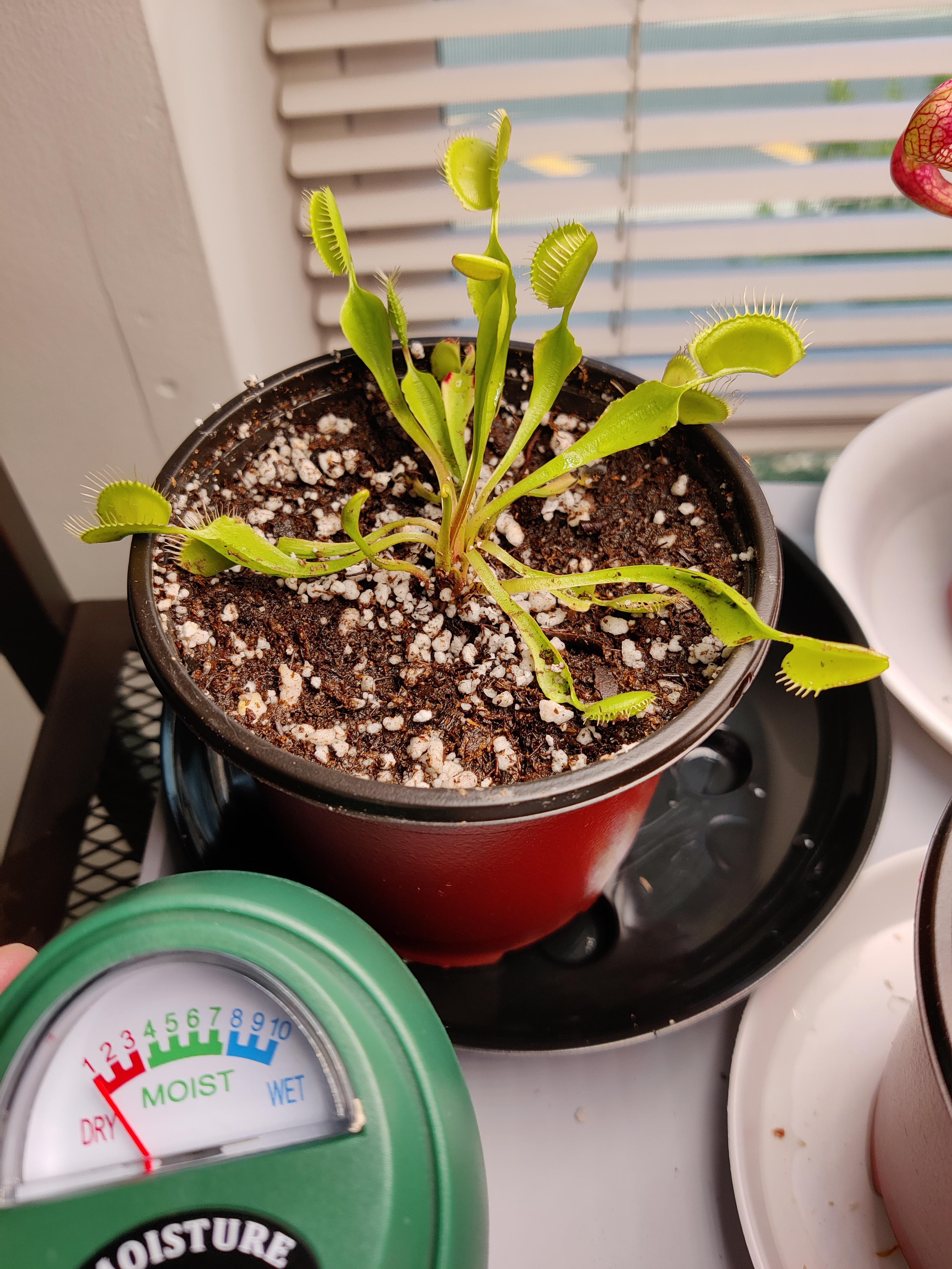 Is this too much perlite or not mixed together well? I understand that