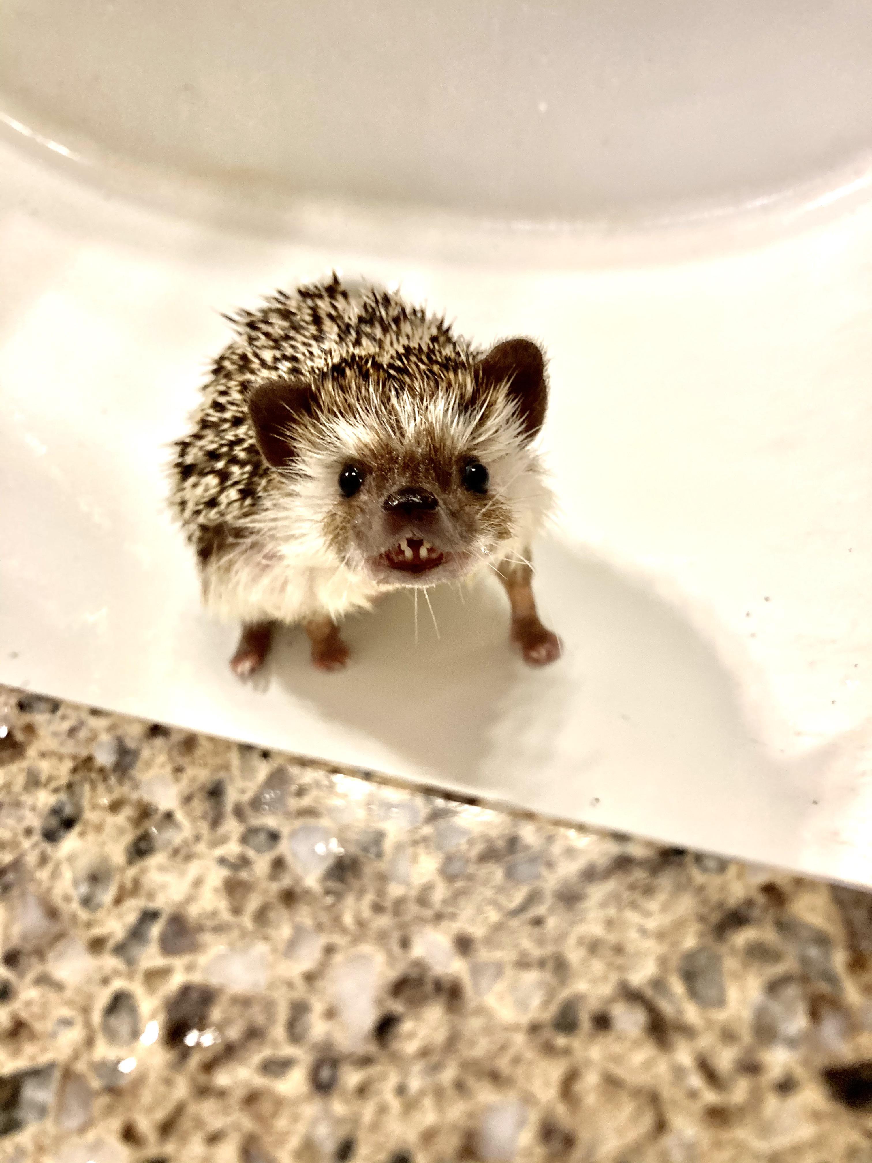 “Say cheese!” r/Hedgehog
