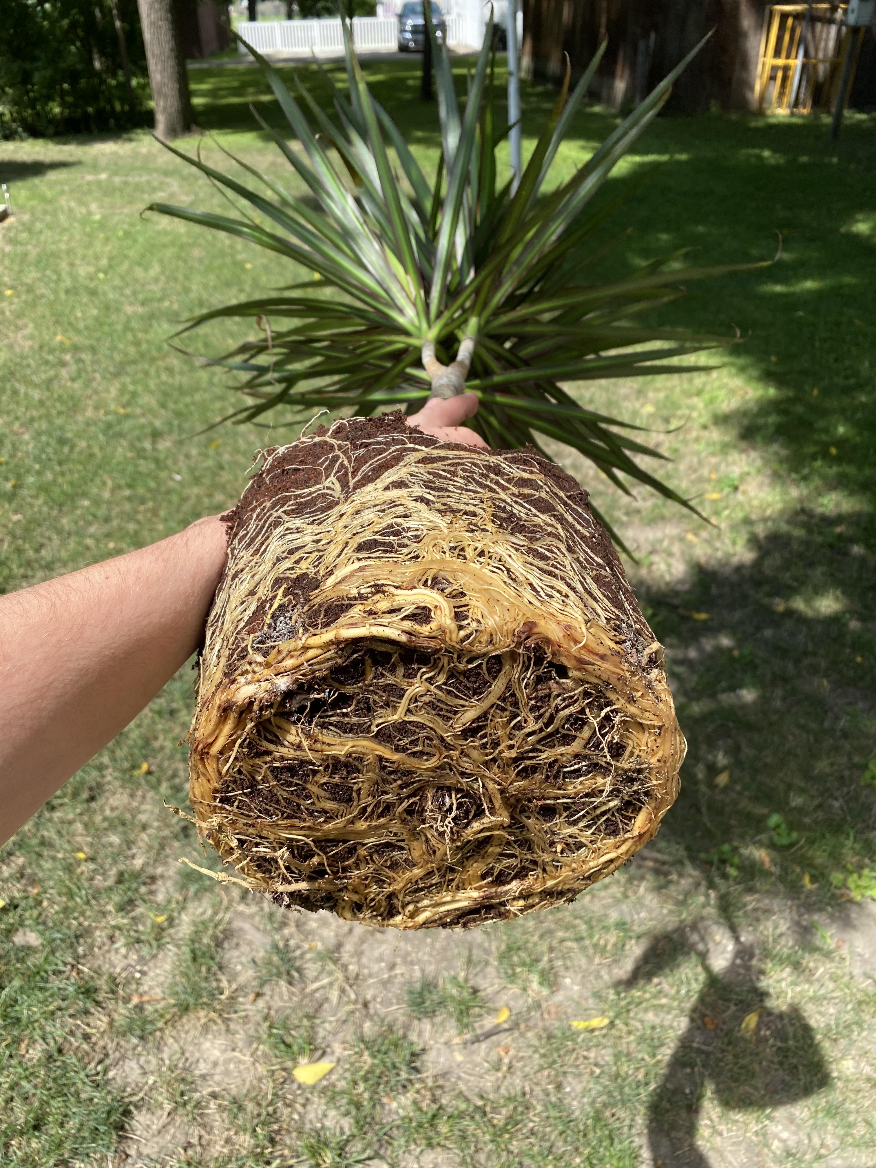 This is the dragon tree I recently posted. I was looking at the nursery pot and noticed lots of