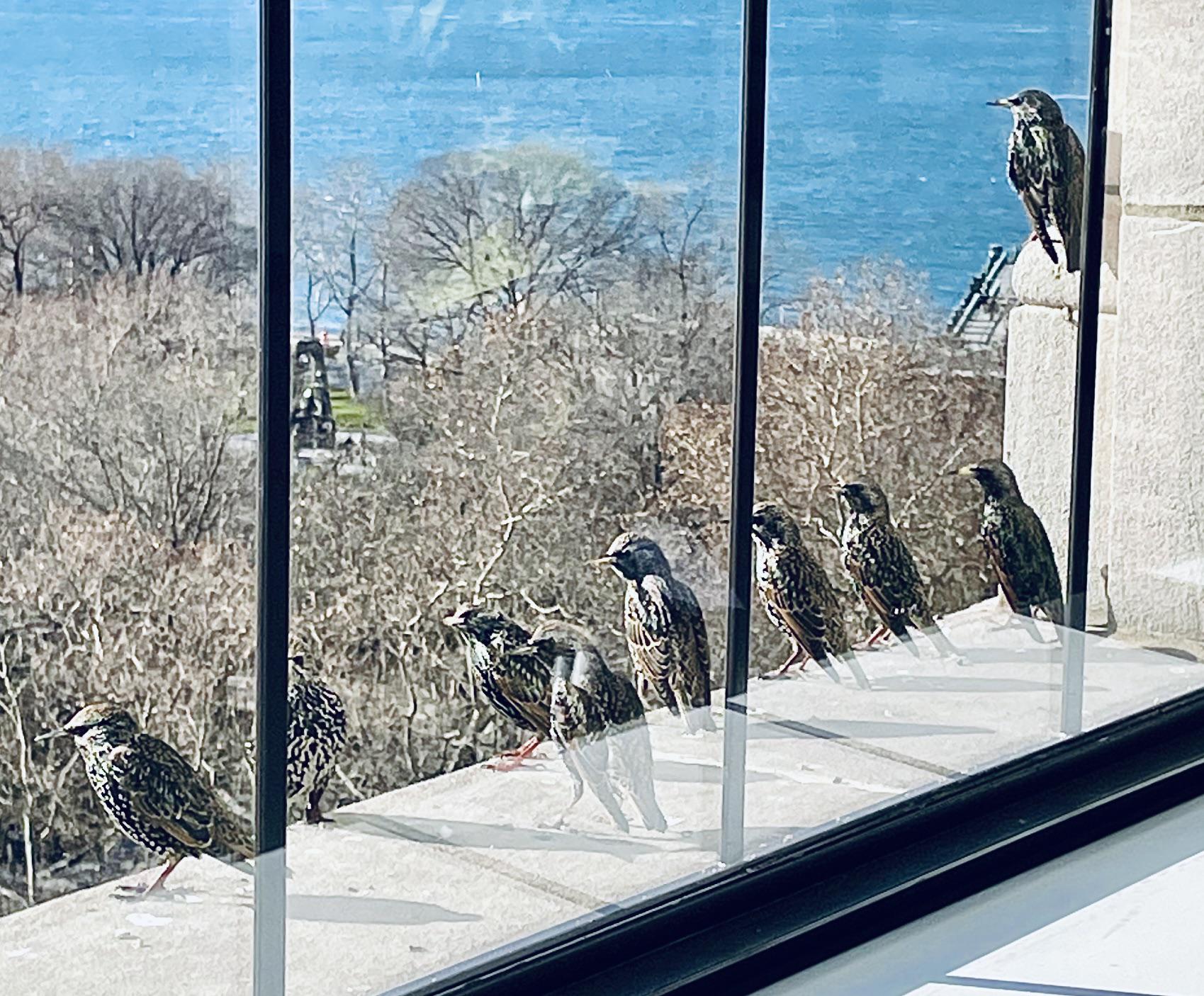 Flock of starlings. Downtown NYC! r/birding
