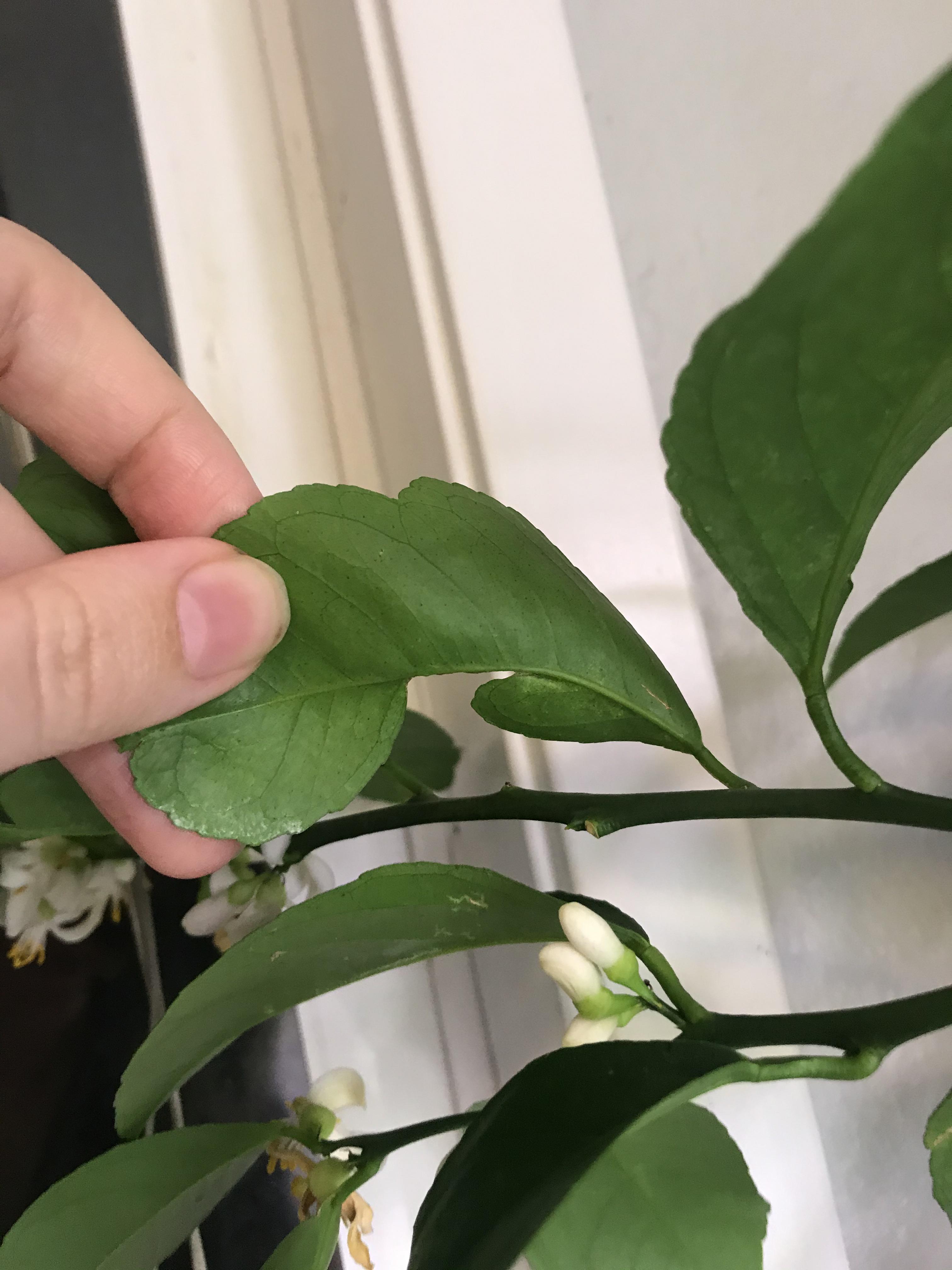 Something is eating my indoor lemon tree leaves! Any ideas? r/houseplants