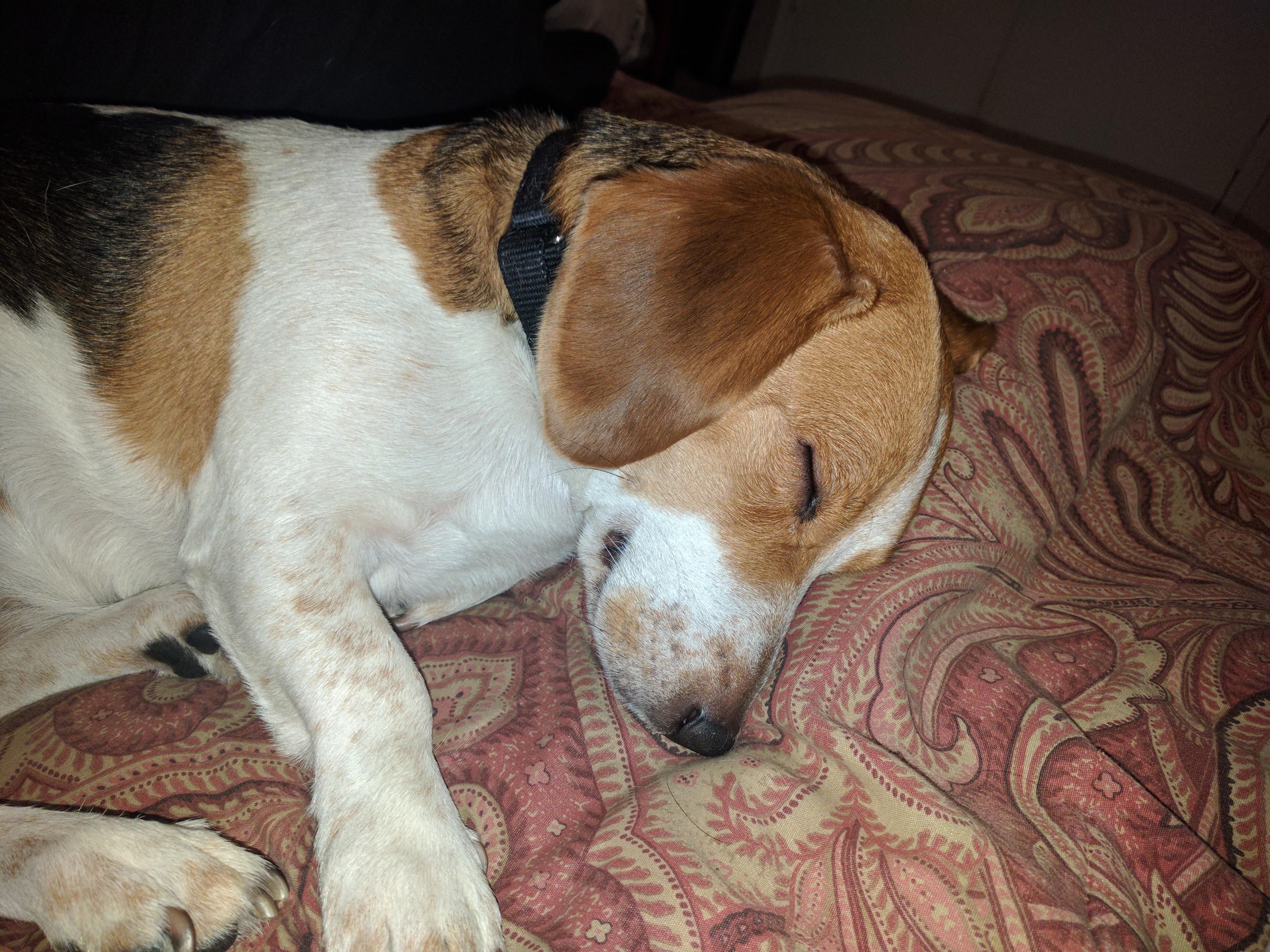 My four year old beagle Strela. She has a mild case of