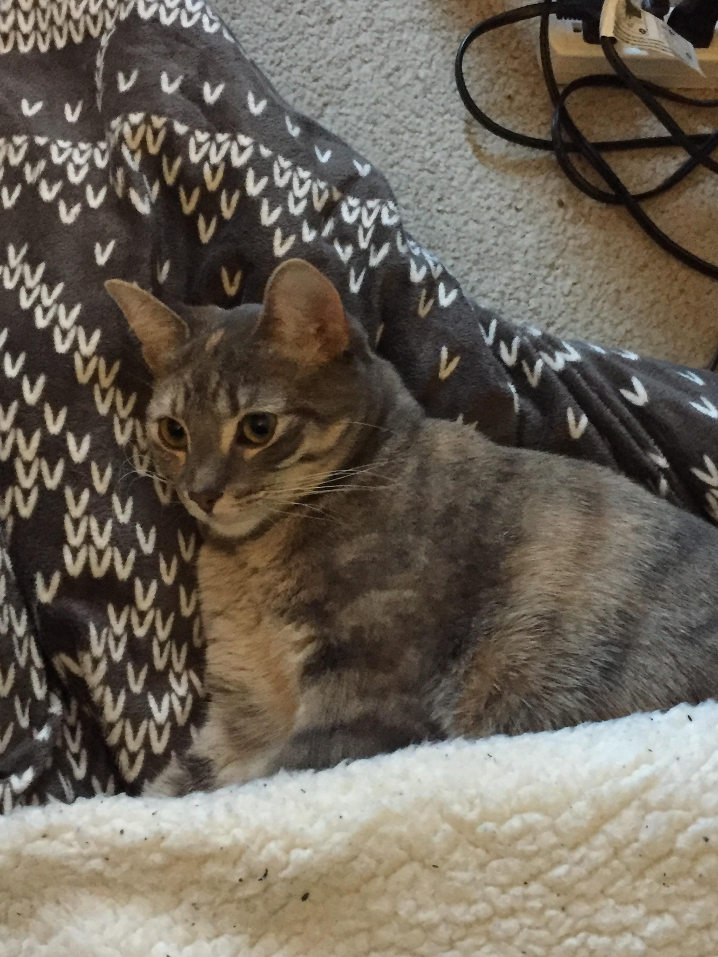 Carol relaxing in the heated blanket. r/cats