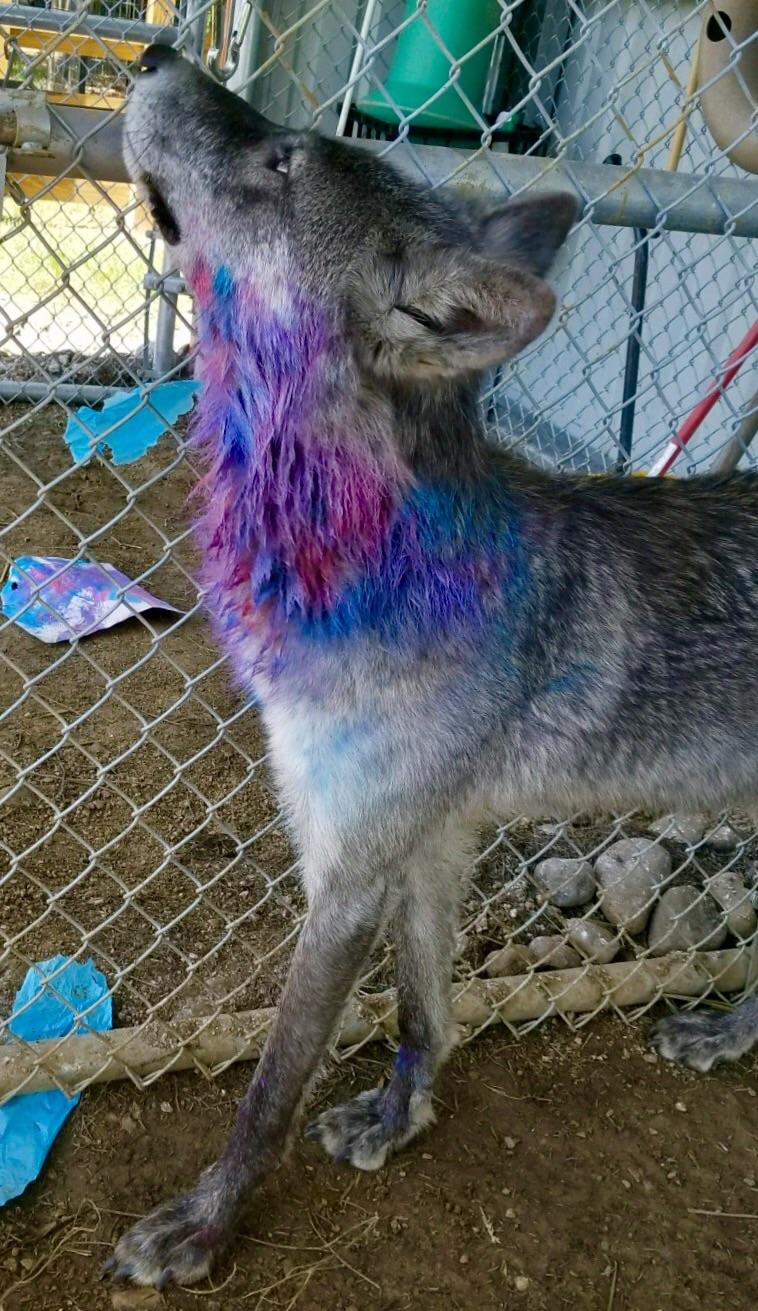 My girlfriend is doing an art project using animals to paint on canvas. The wolf, Shadow, has