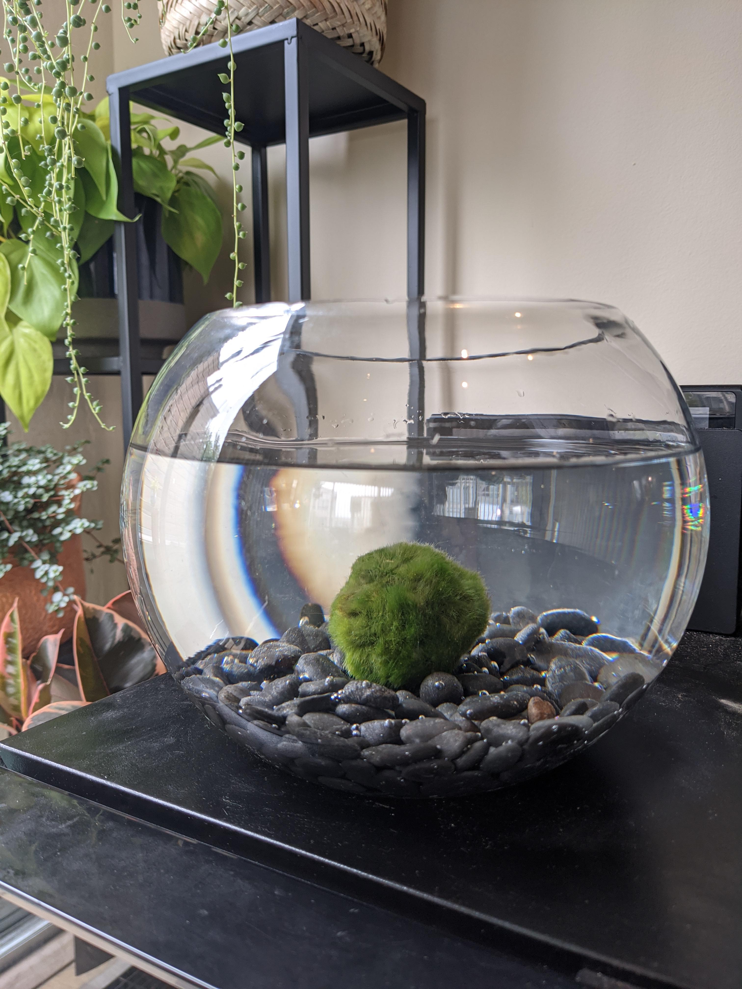 614 best Fish Bowl images on Pholder Shittyaquariums, Aquariums and