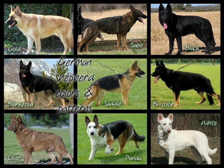 German Shepherd Colors Chart