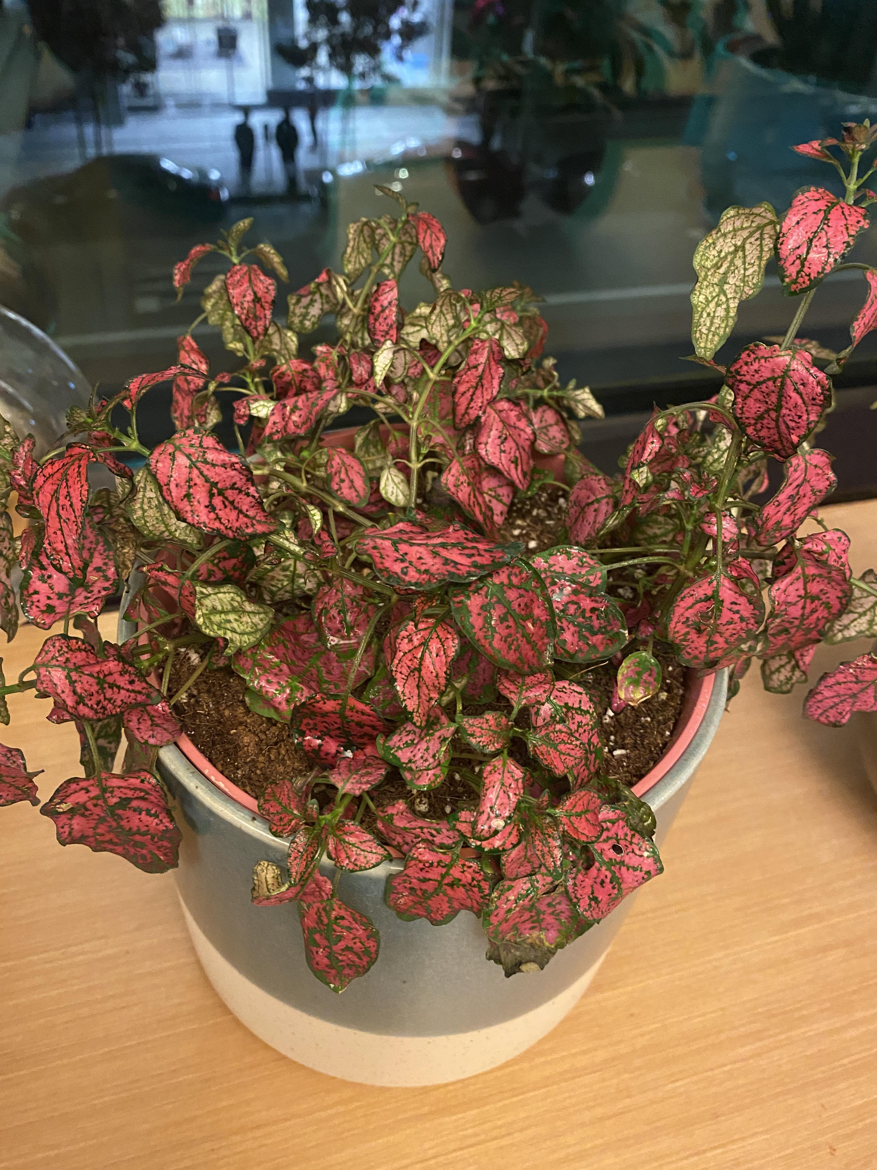 Help! My polka dot plant is wilting. I mist it 2x a week and water 1x a