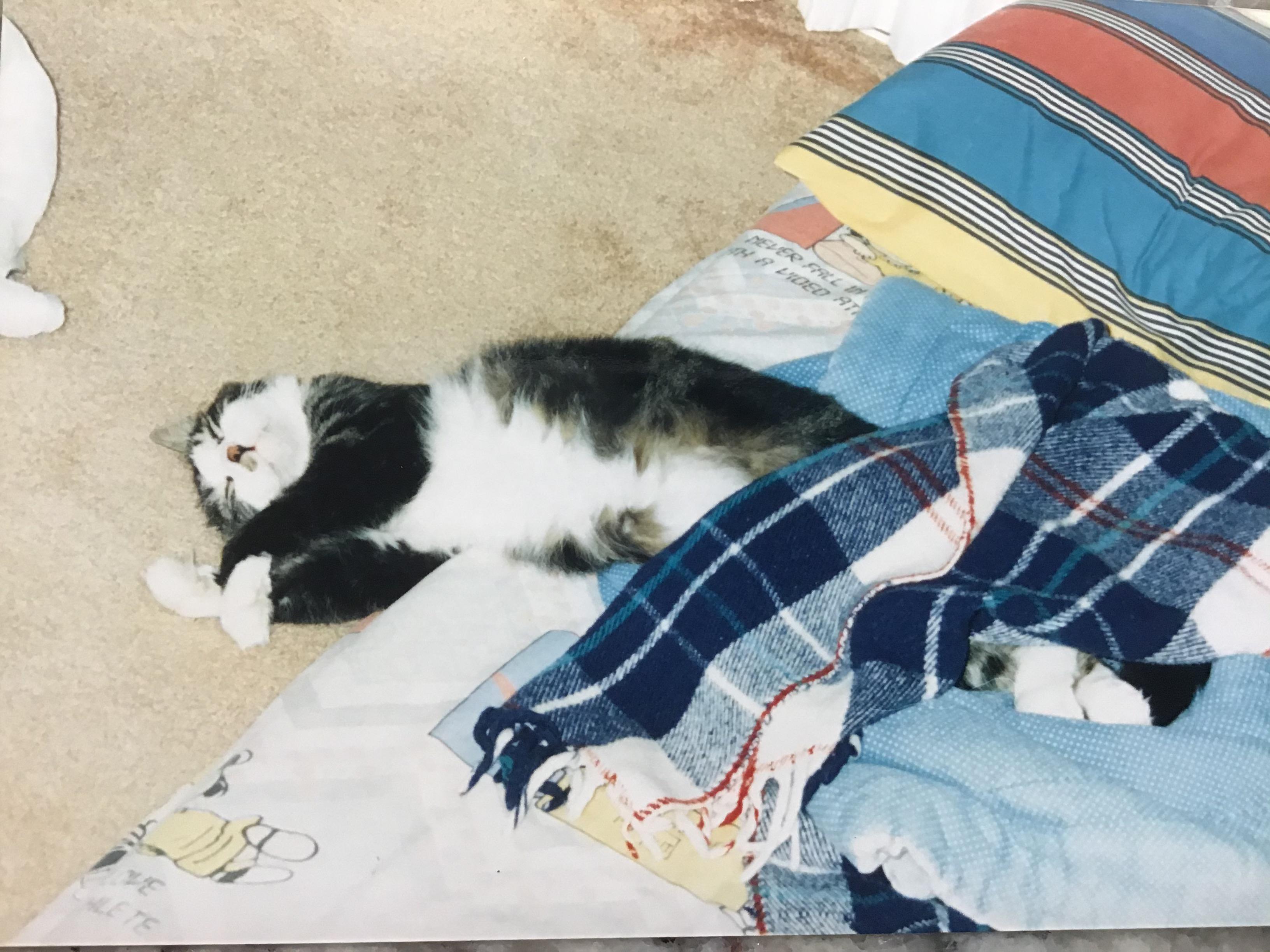 Rolled off the bed! This is a throw back, meet a kitty from my