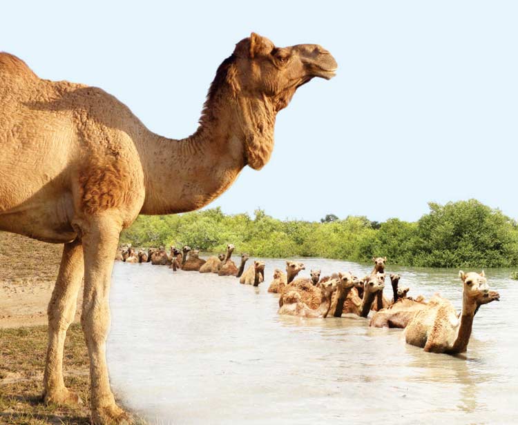 Kharai Camel India's Swimming Camels, A Unique Domesticated Ecotonal