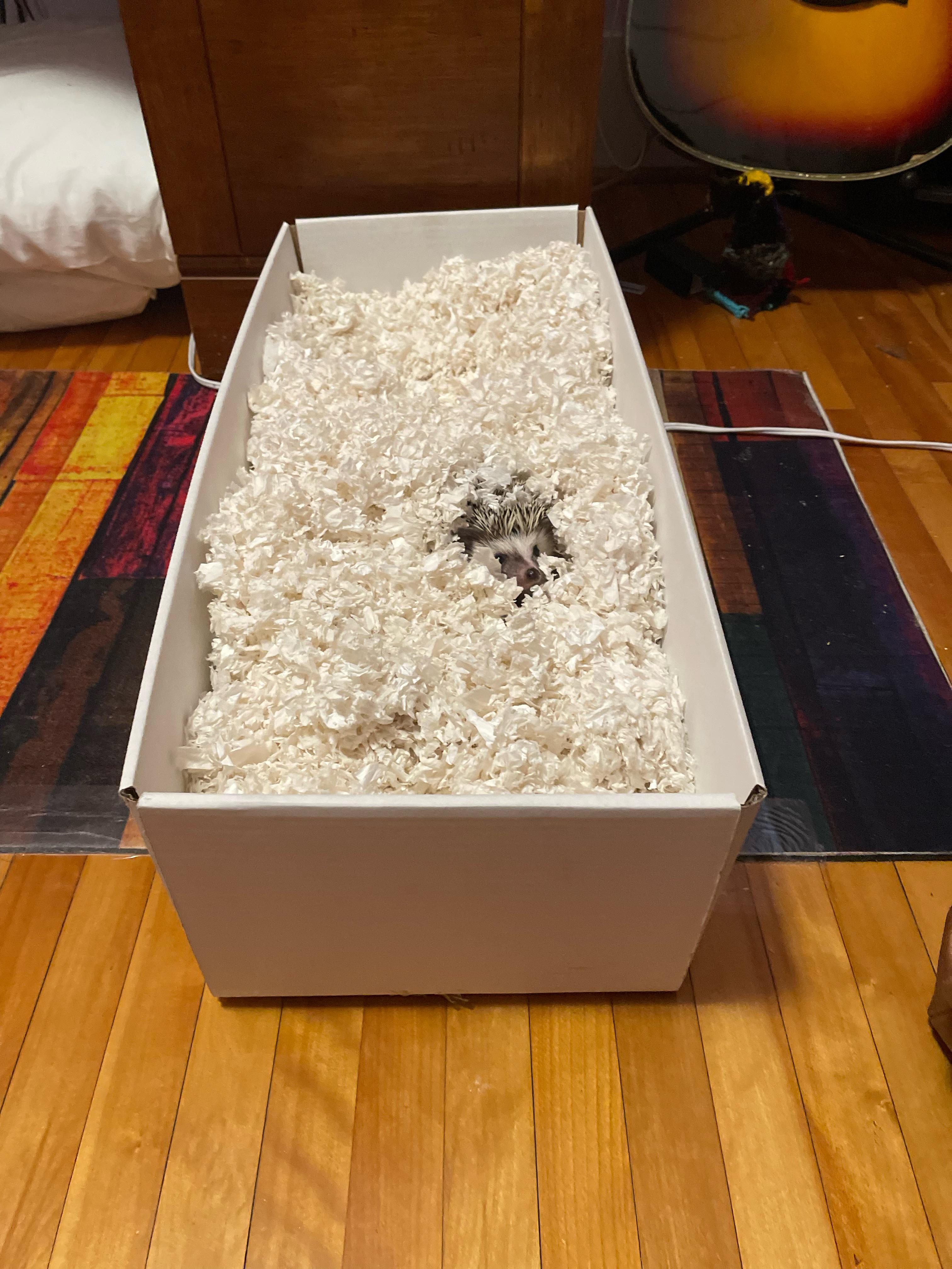 I have a box filled with bedding I put him in sometimes, he loves