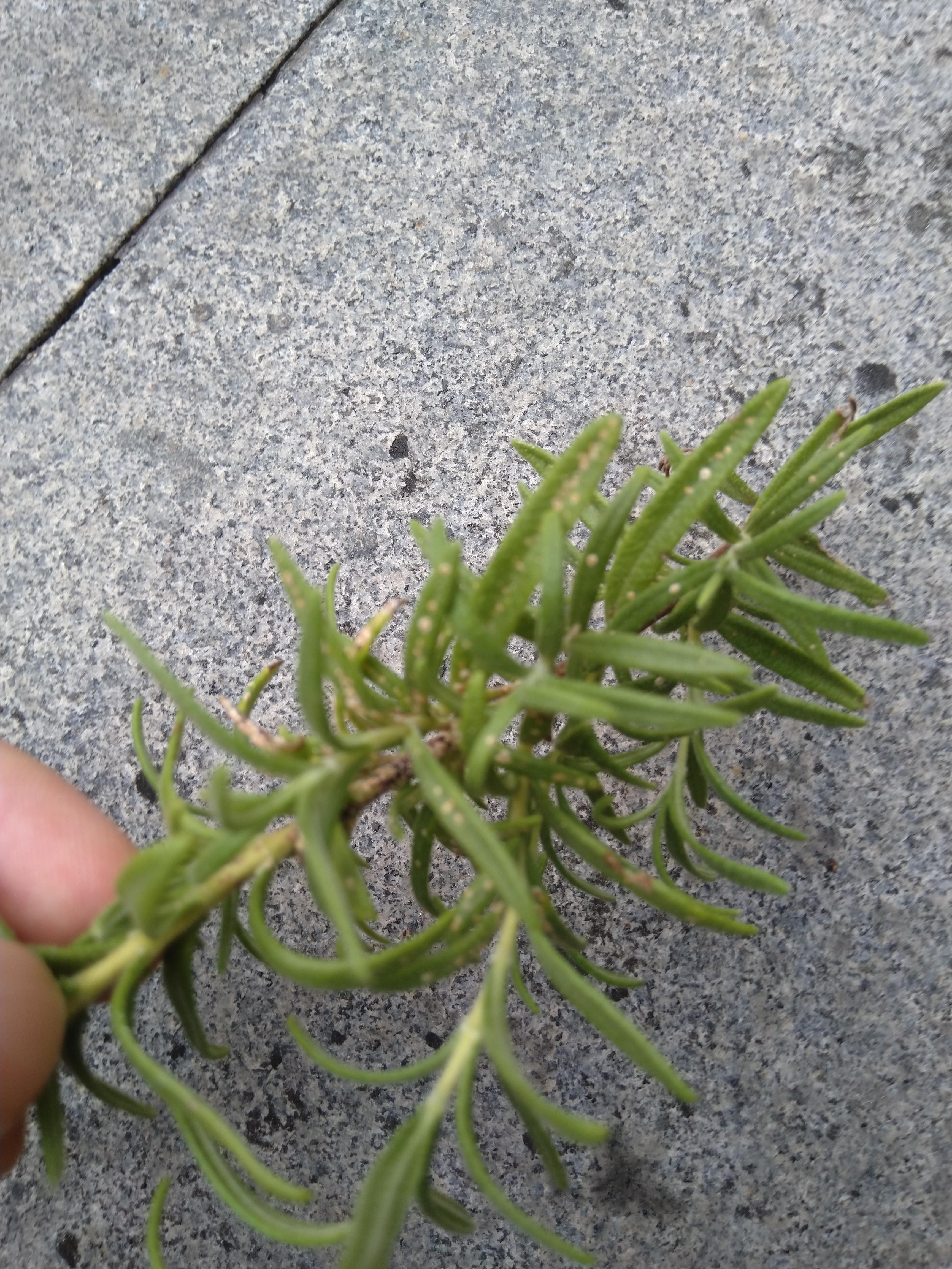 White Spots On Rosemary Leaves