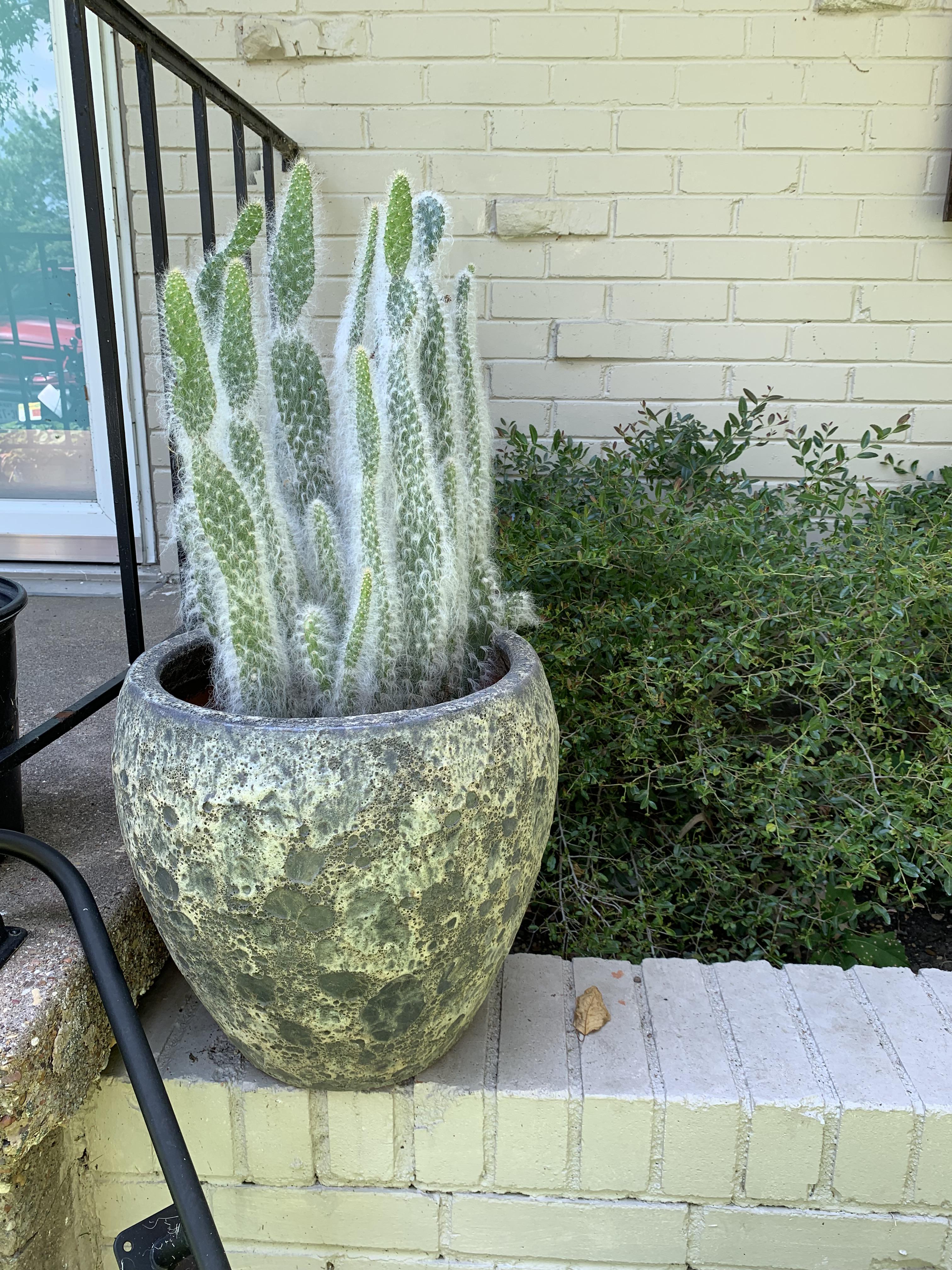 Found this moon rock pot at Walmart on sale for 7! Seems like the