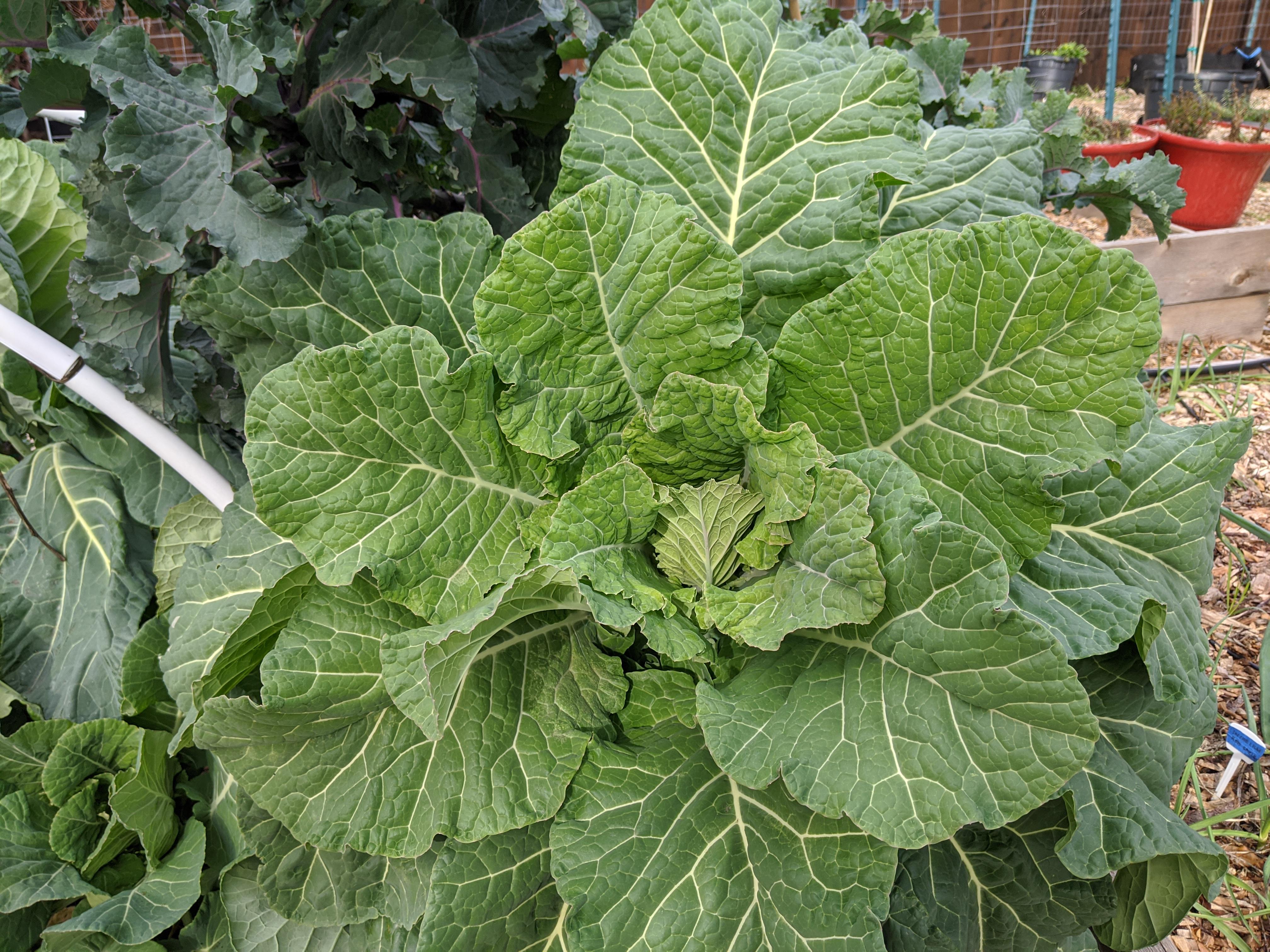 Collard greens, perfect for collard rolls! r/gardening
