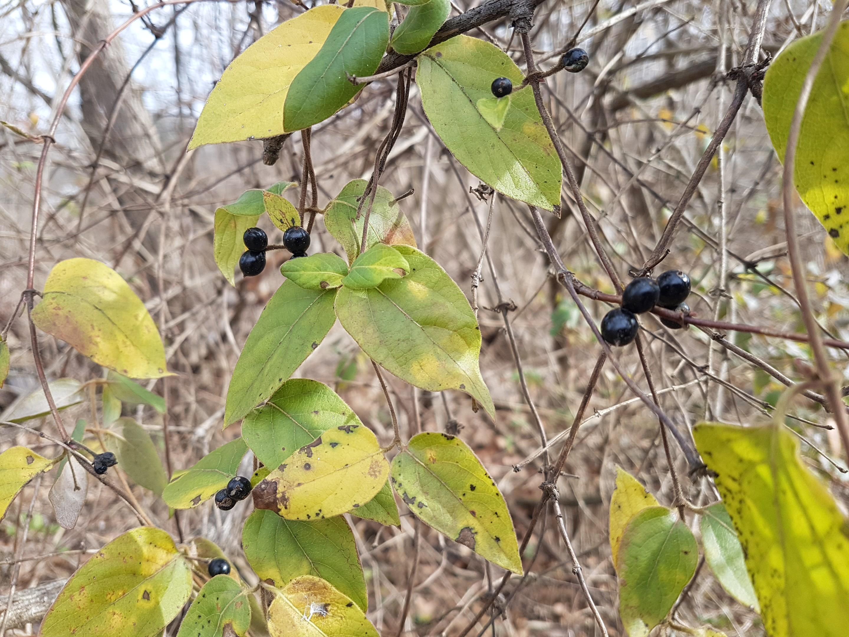 Vine, black berries, zone 6a North America. Photo taken on December 30