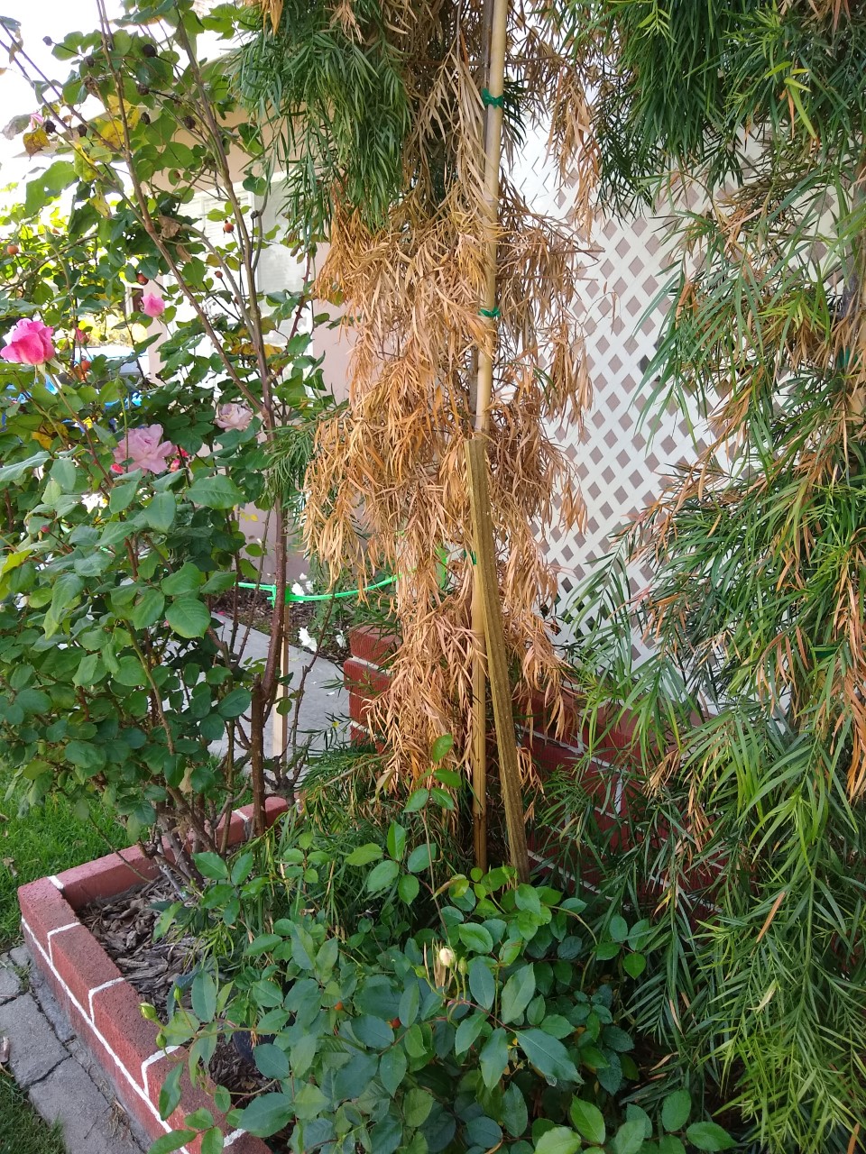 Why is my African Fern Pine turning yellow? r/plantclinic