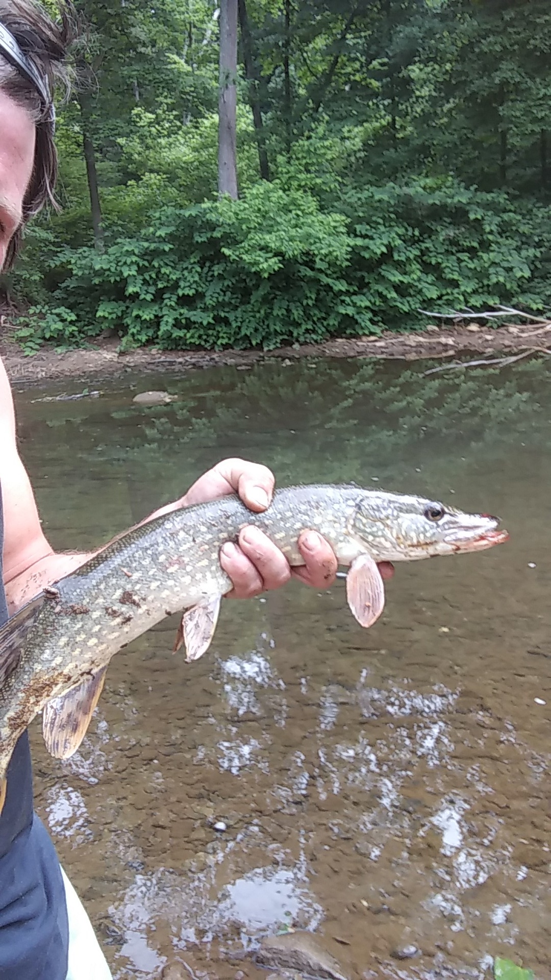 Pike from a Small Creek r/Fishing
