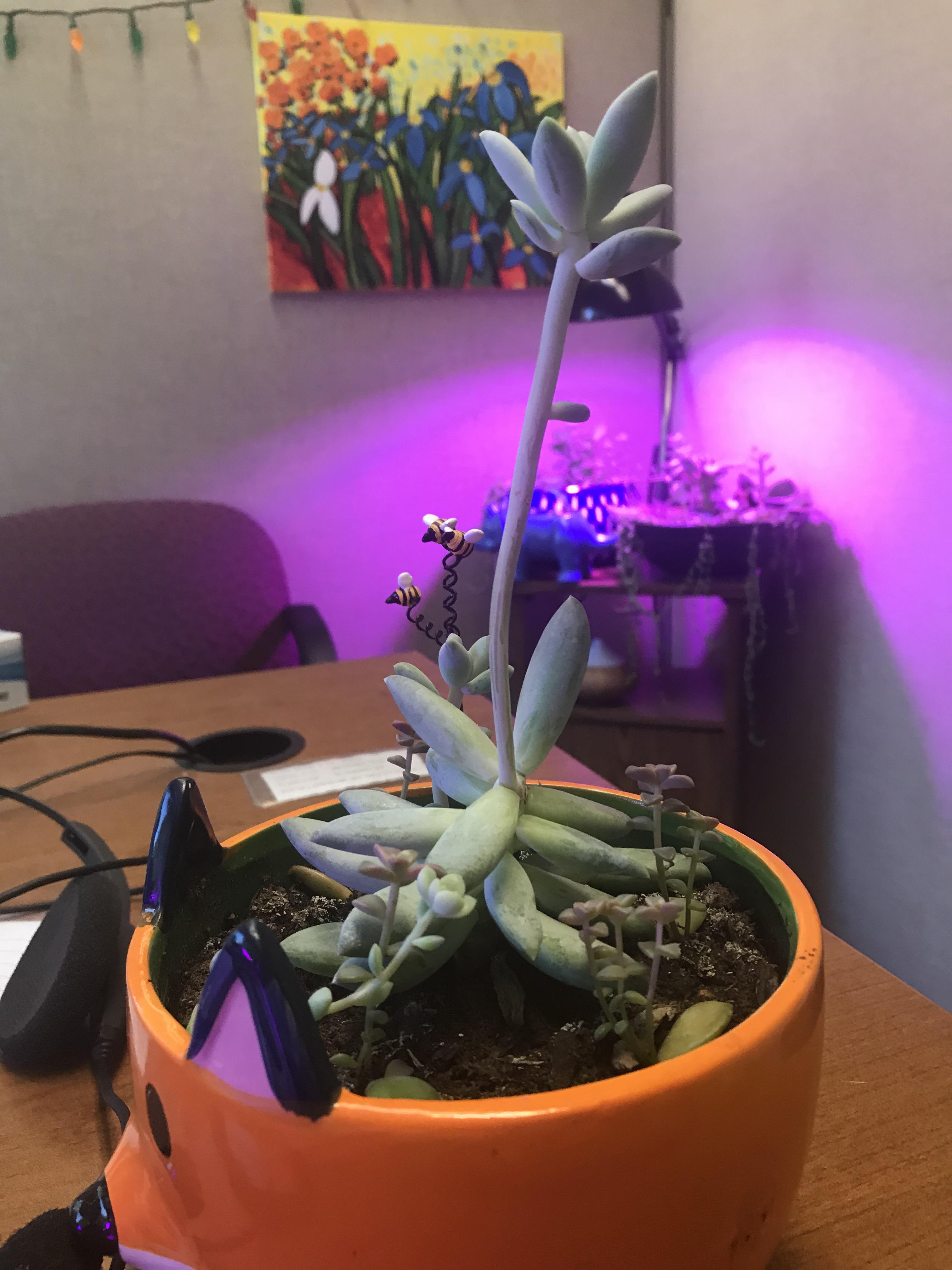 What do you do when your plants make a long stem before