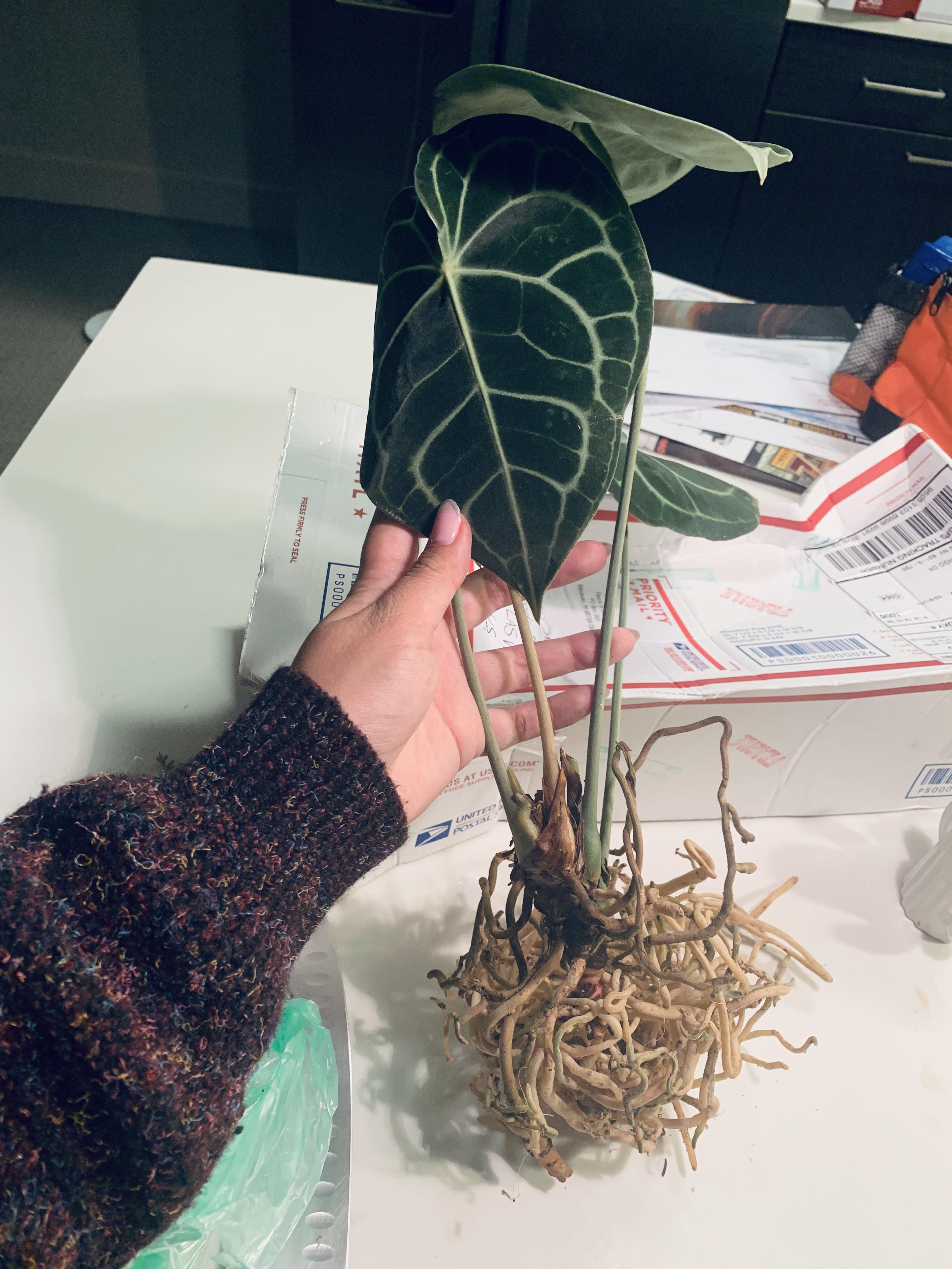 Anthurium clarinervium help! I planted this baby in moist welldraining