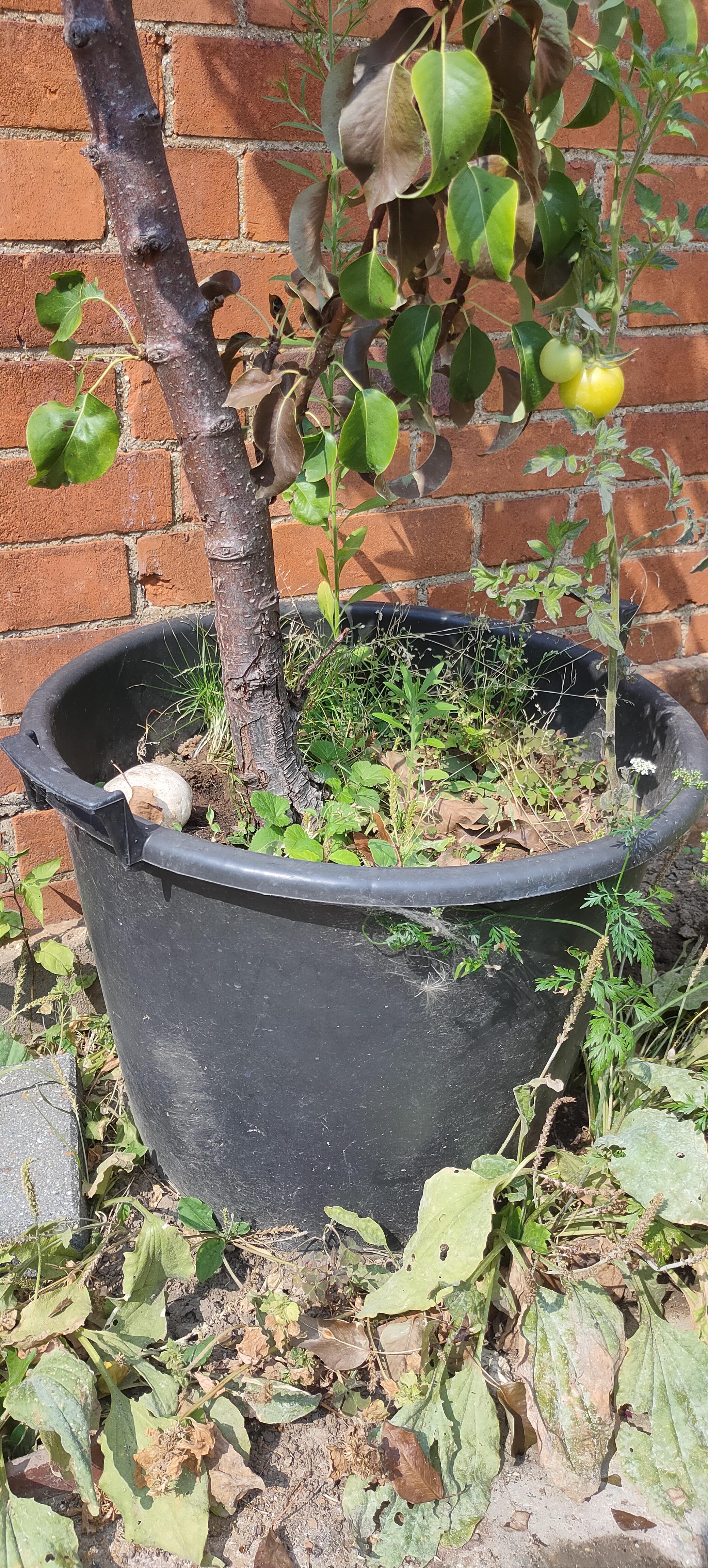 Can anyone help identify why my redbud leaves are turning black? sfwtrees