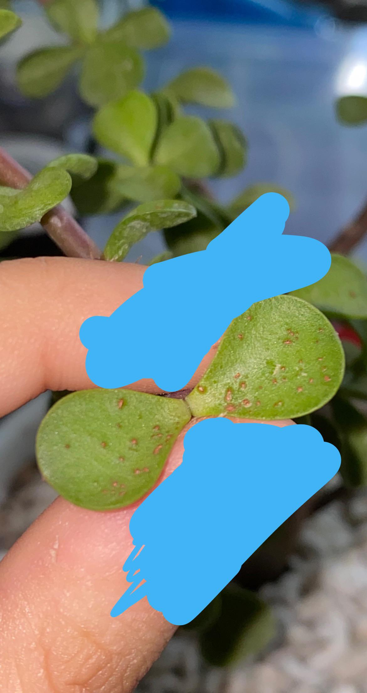 are these spider mites? I bought this jade plant and didnt realize it