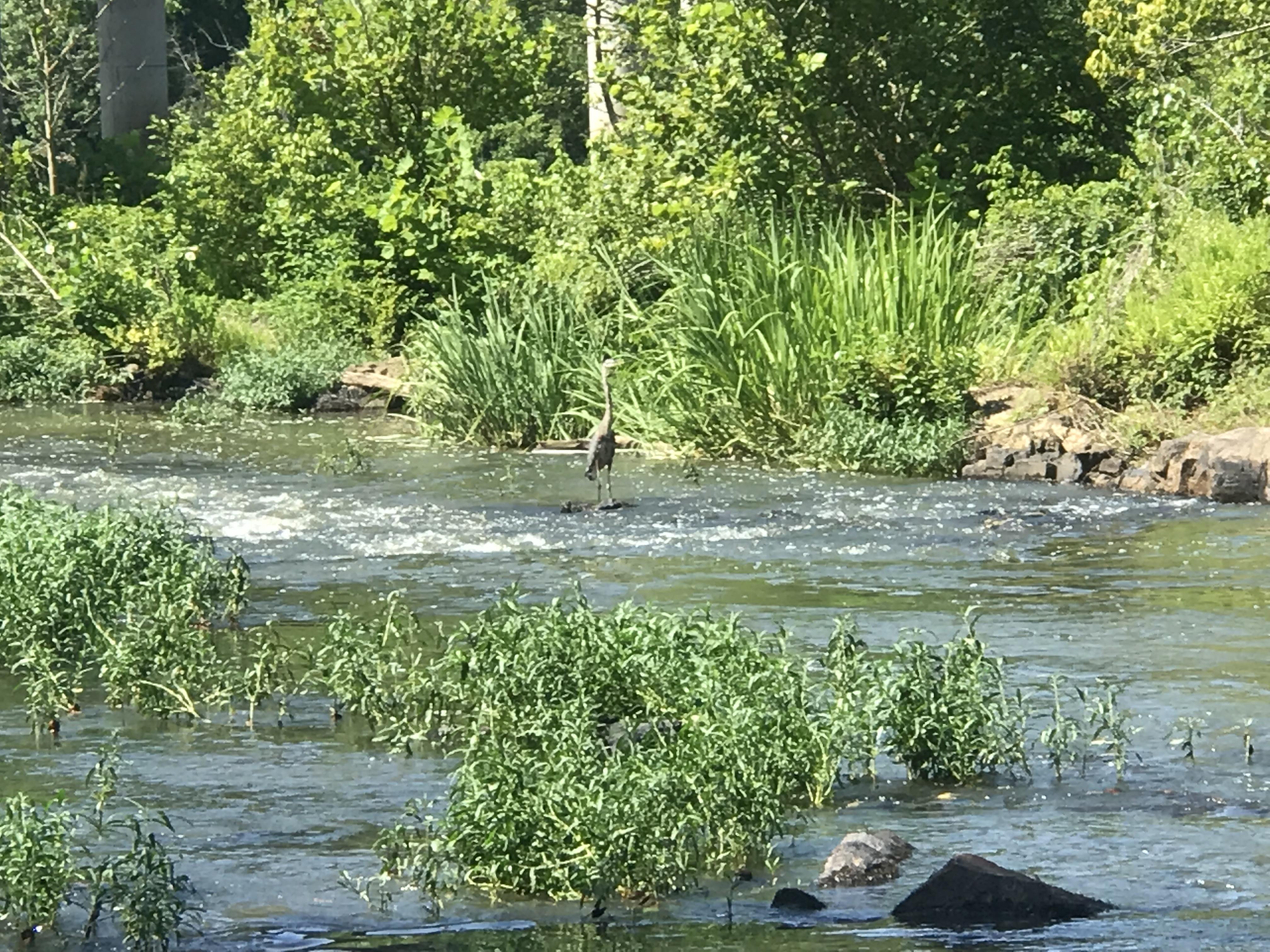 Saw this pretty bird while hiking along the Haw River, NC today. r/pics