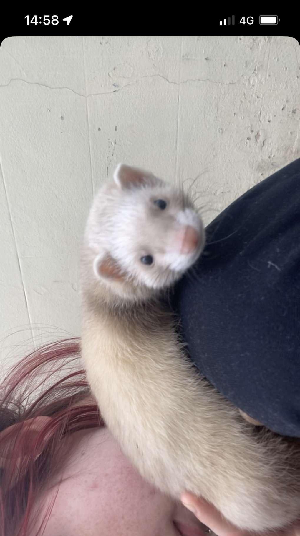 Ferret after implant r/ferrets