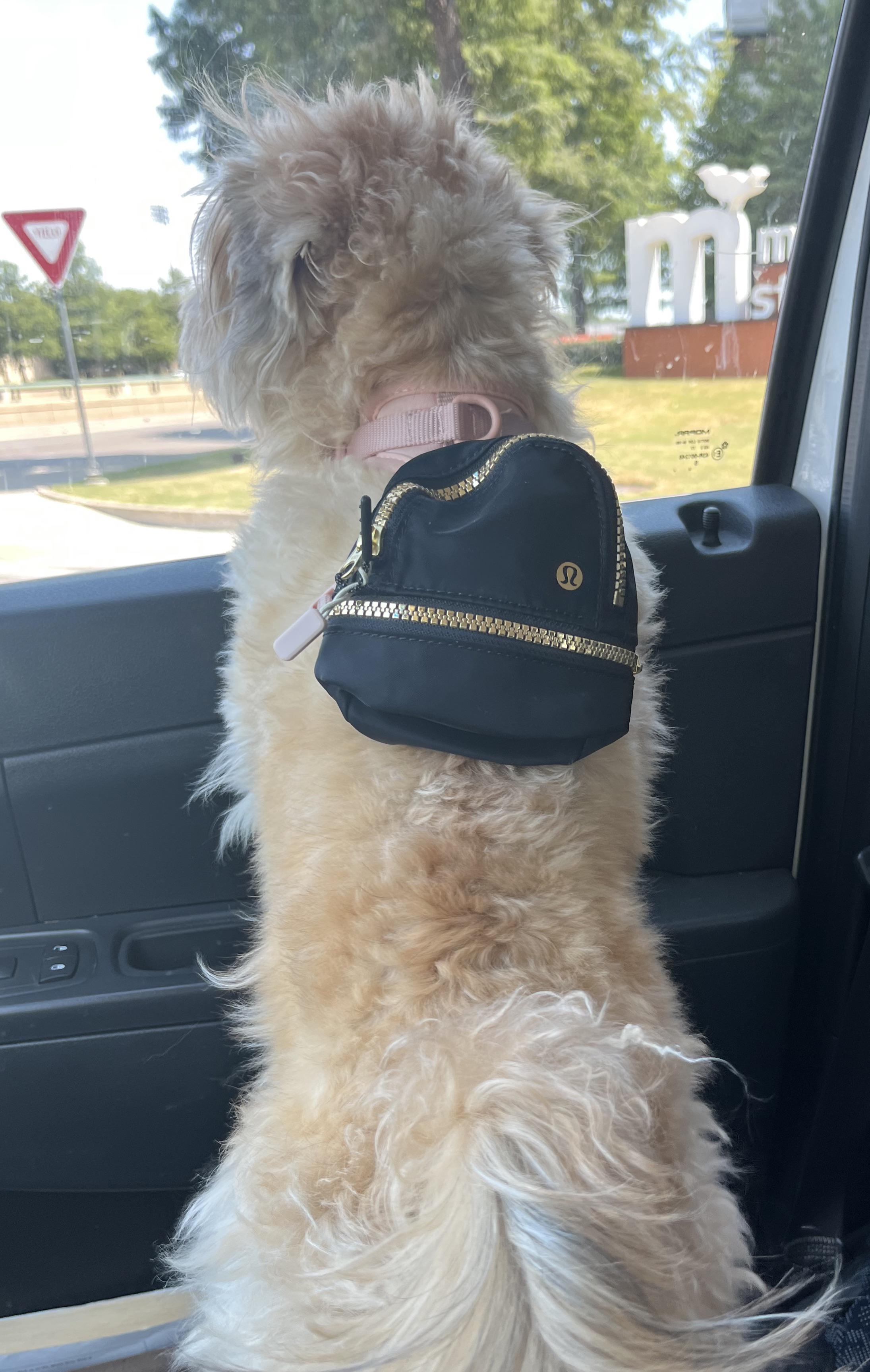 doggie backpack! lululemon