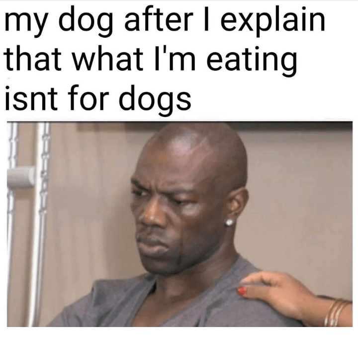 My dog always r/meme