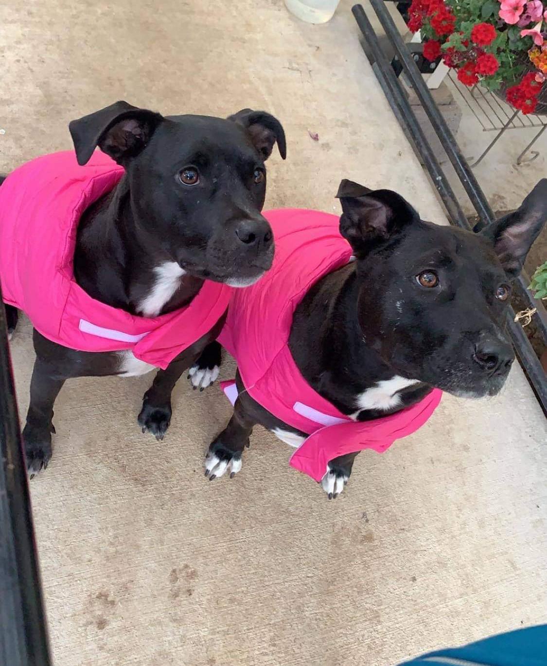The girls got new winter coats! r/pitbulls