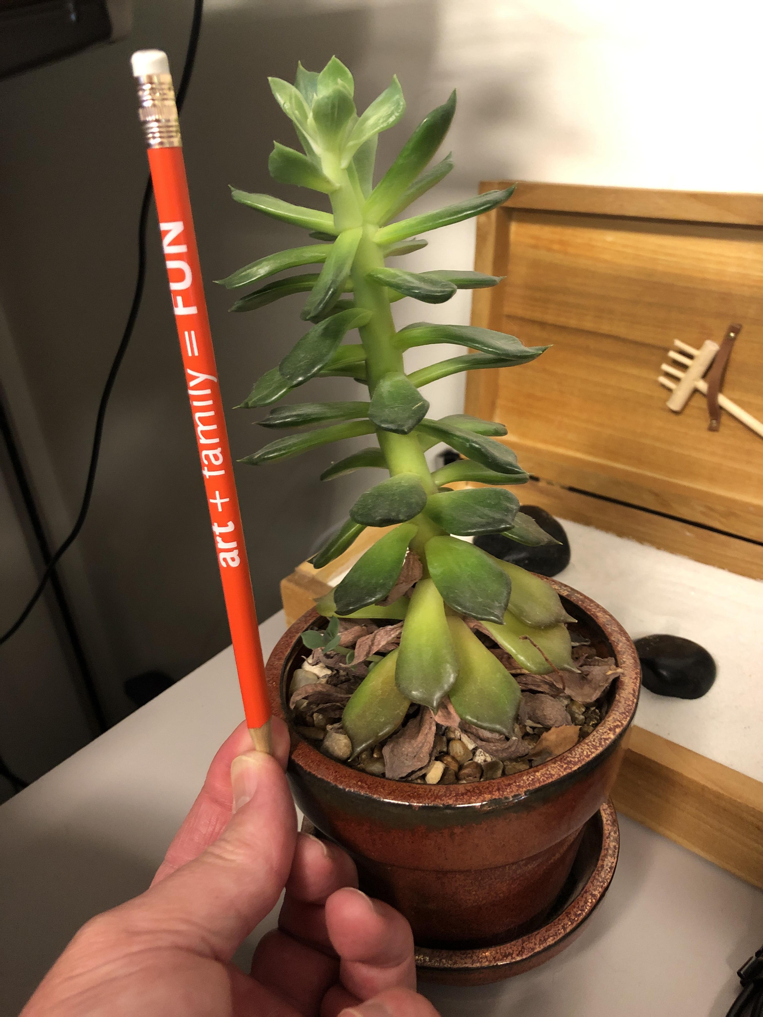 What am I and should I be this tall? r/succulents