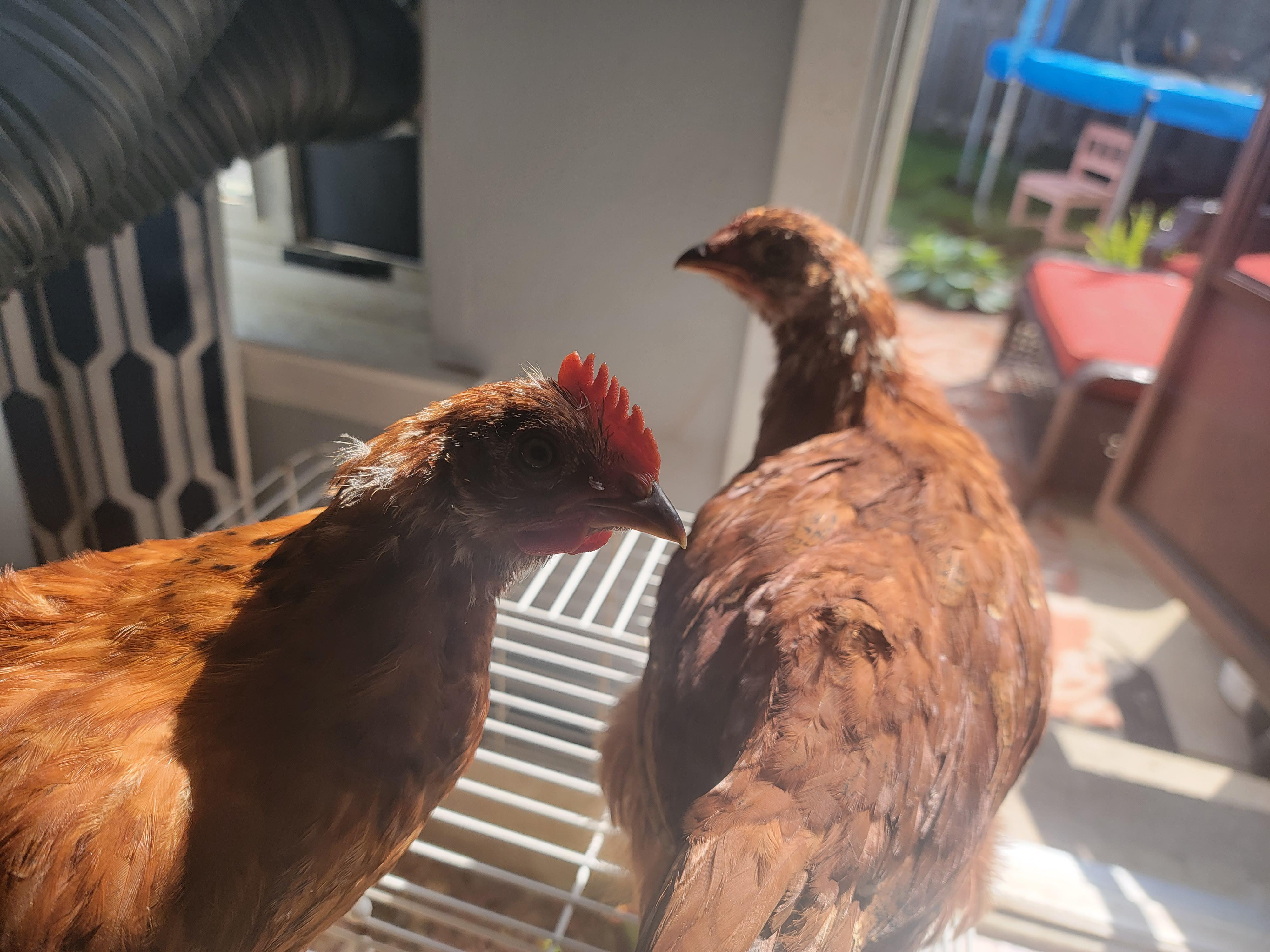 House broken Chickens? r/chickens