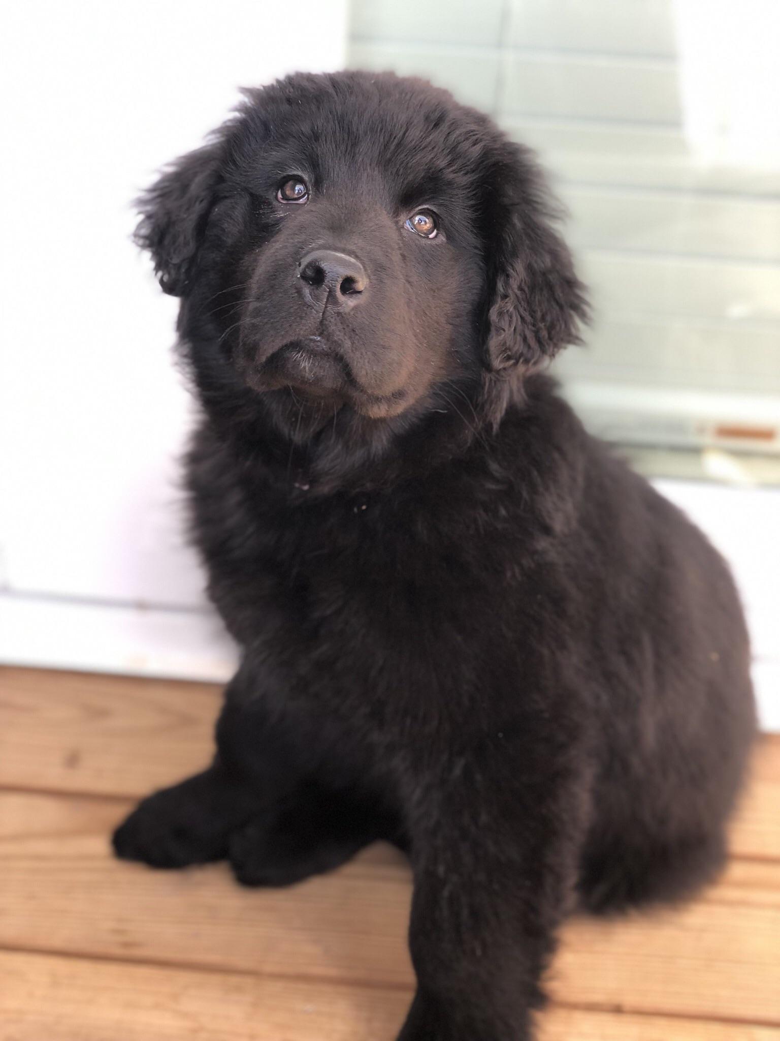 Our new little floofer Fiona. Newfoundland/Border Collie