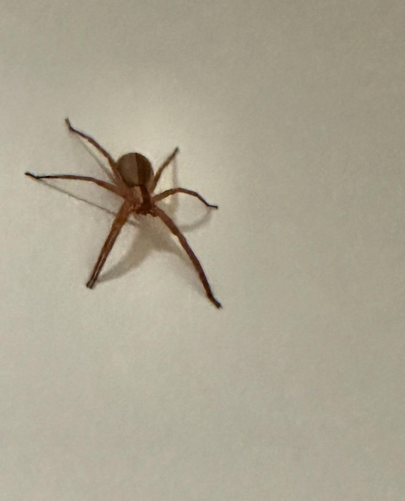 ID request Western North Carolina r/spiders