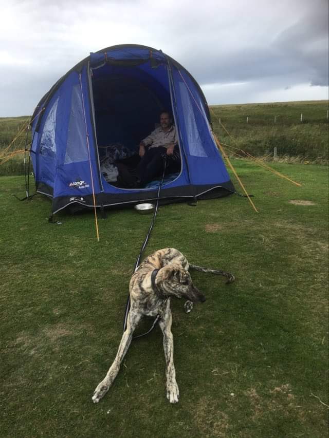 Camping pup! r/Greyhounds