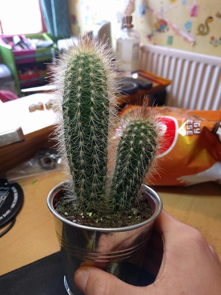 Recently got gifted a small potted cactus. I need help with ID'ing it