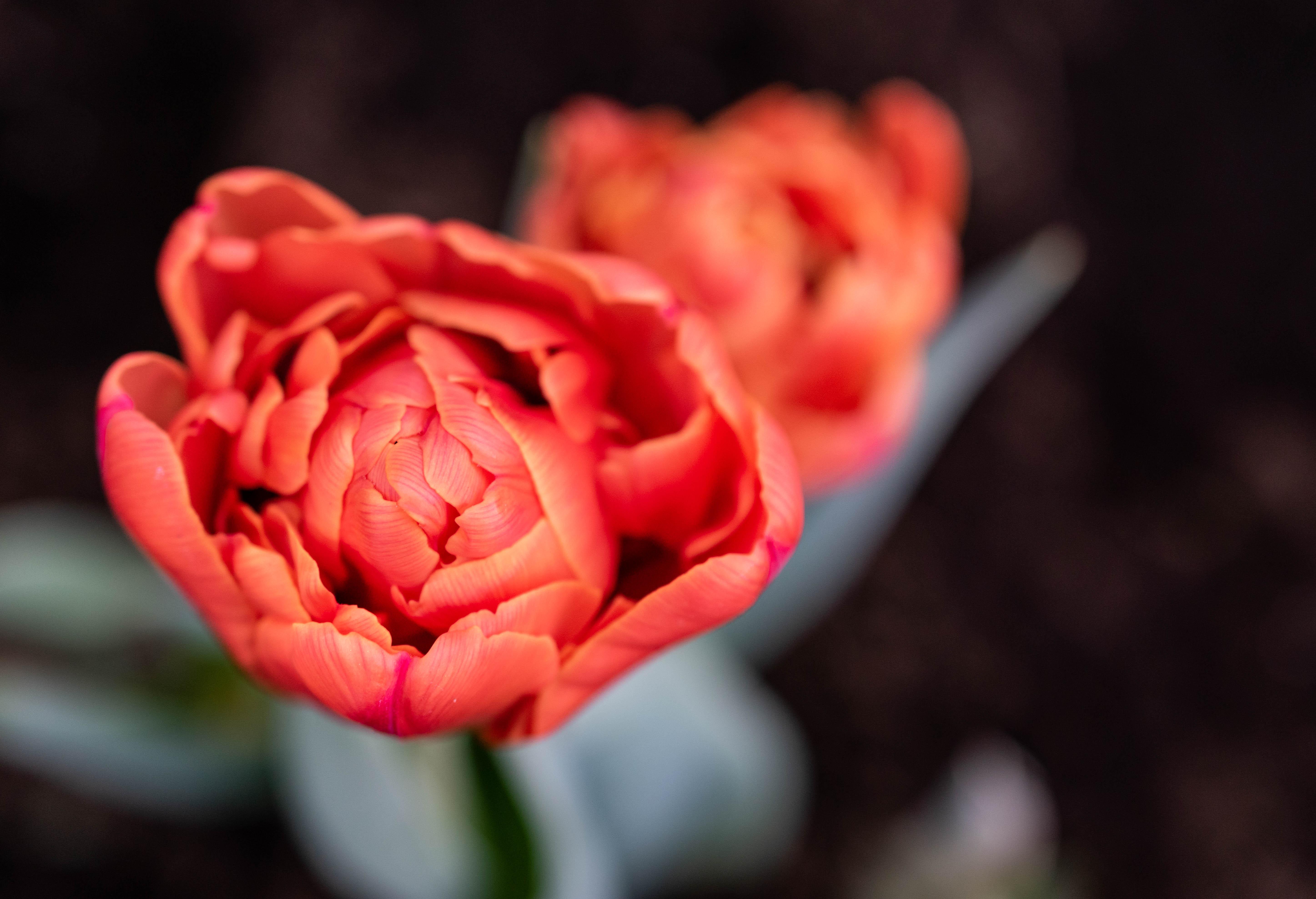 Double Tulip in Edmonton r/flowers