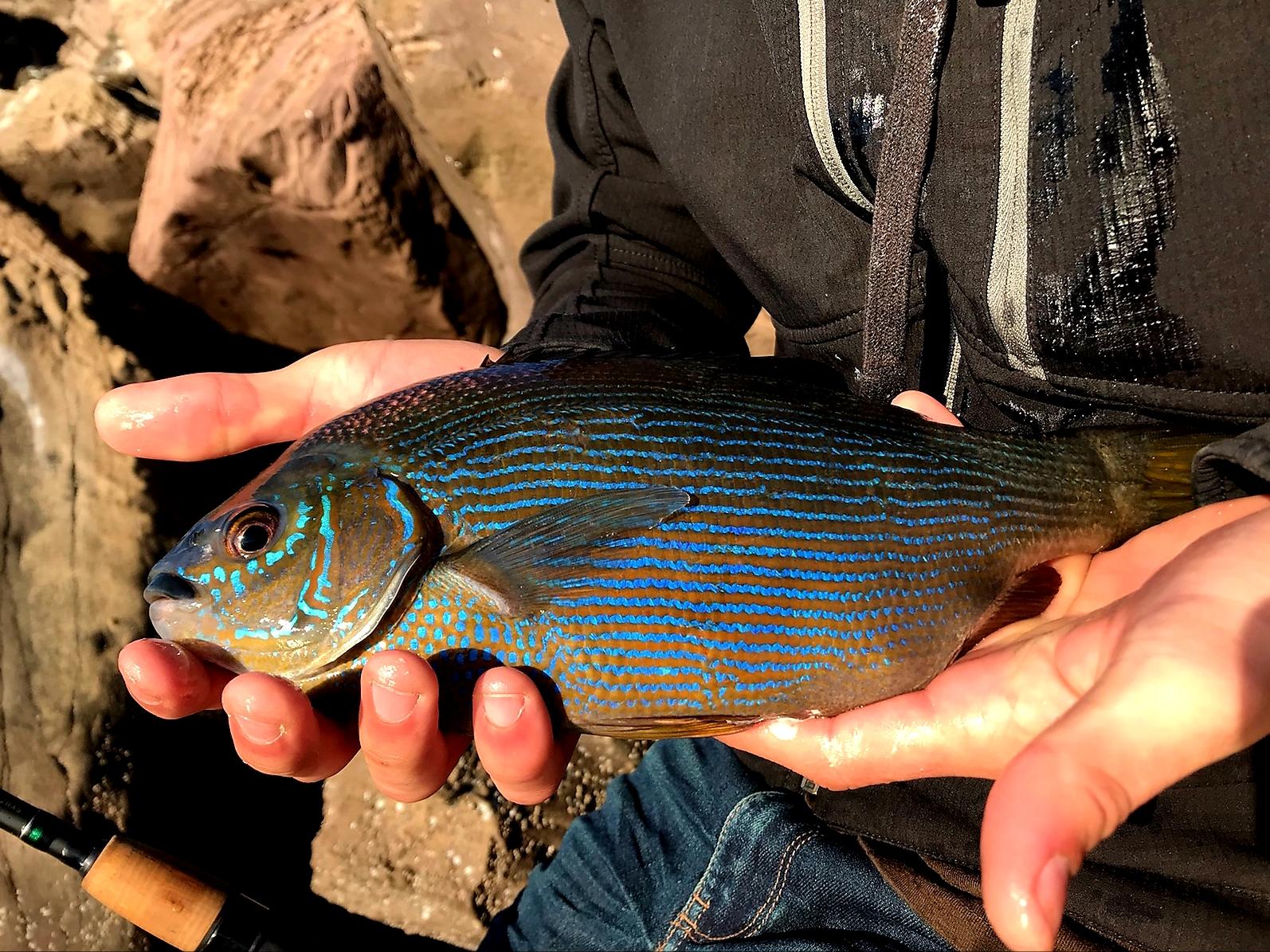 Striped Perch caught on Oregon coast. r/Fishing