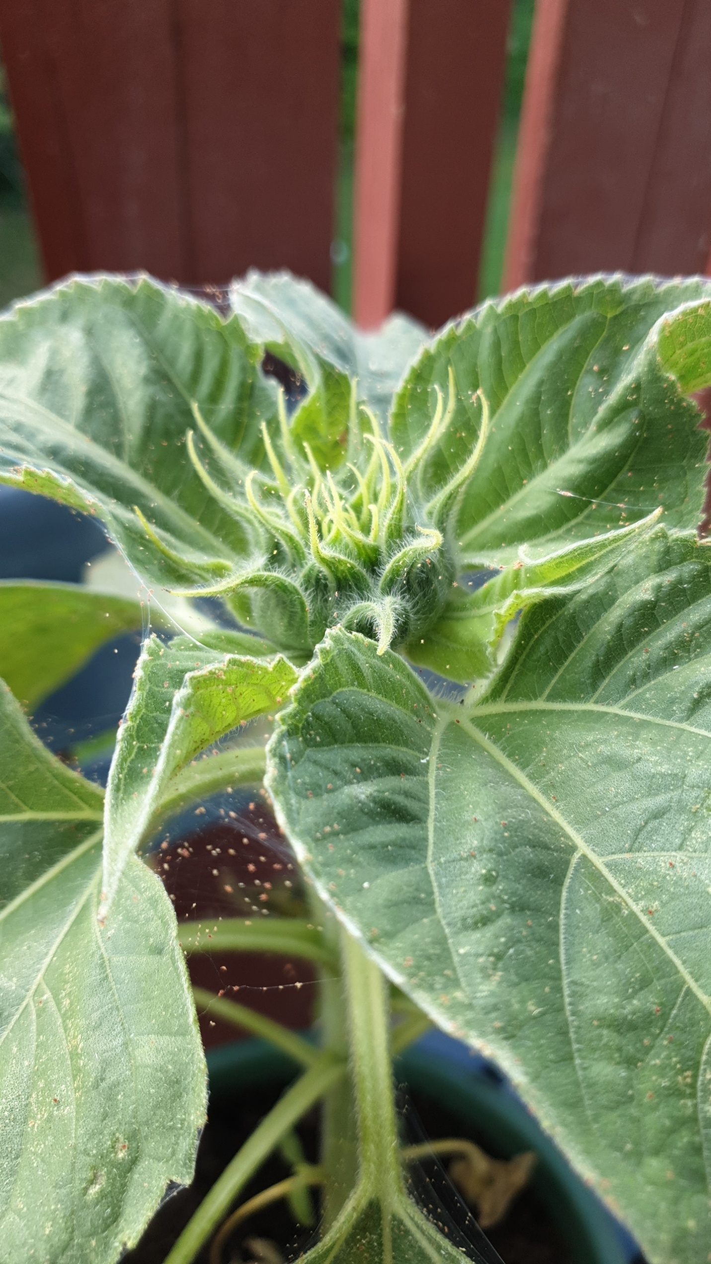 What are these small red pests on my sunflower? Will it prevent it from