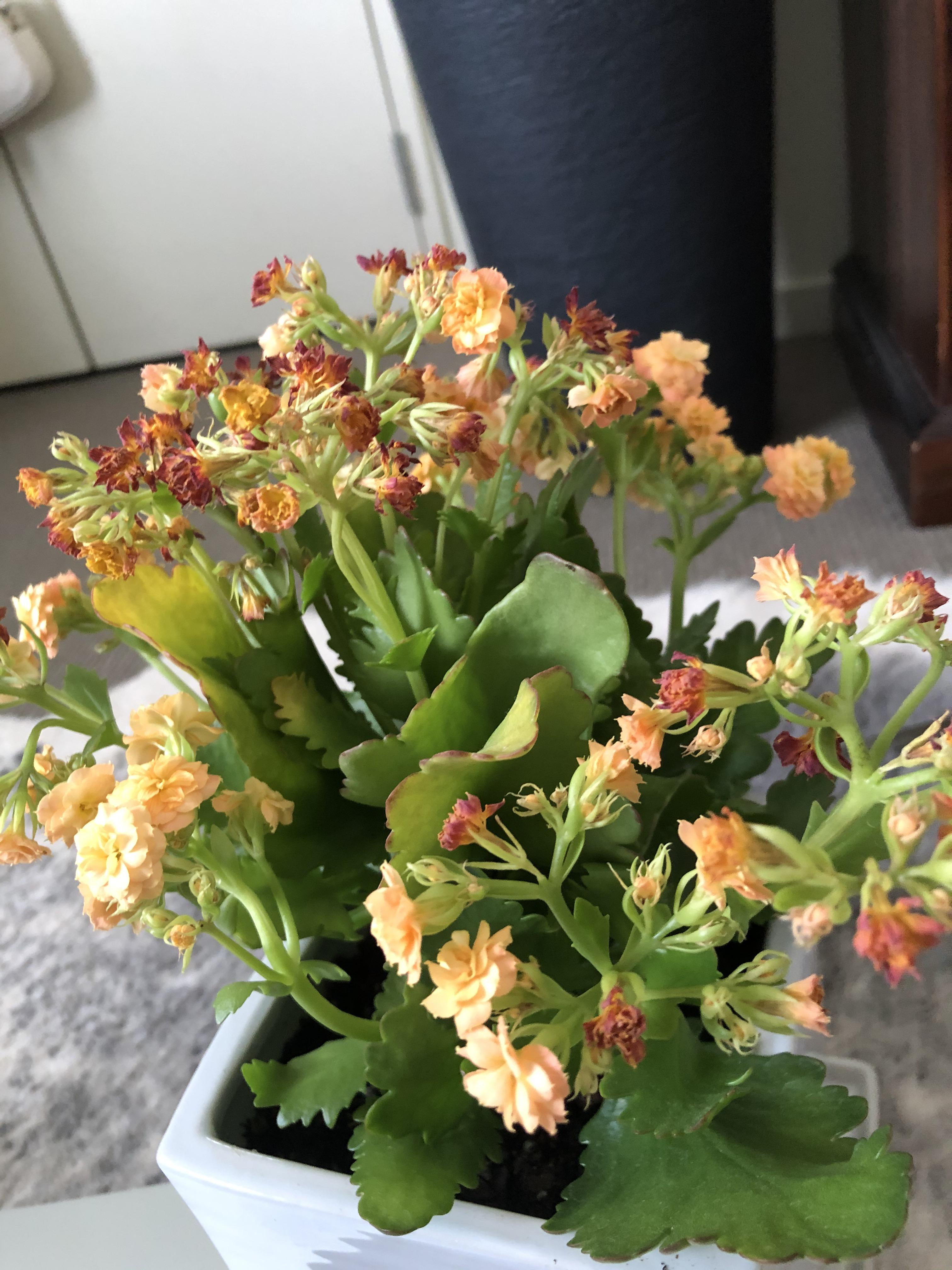 Signs of Root rot? Or just passed its blooming season? (For Kalanchoe