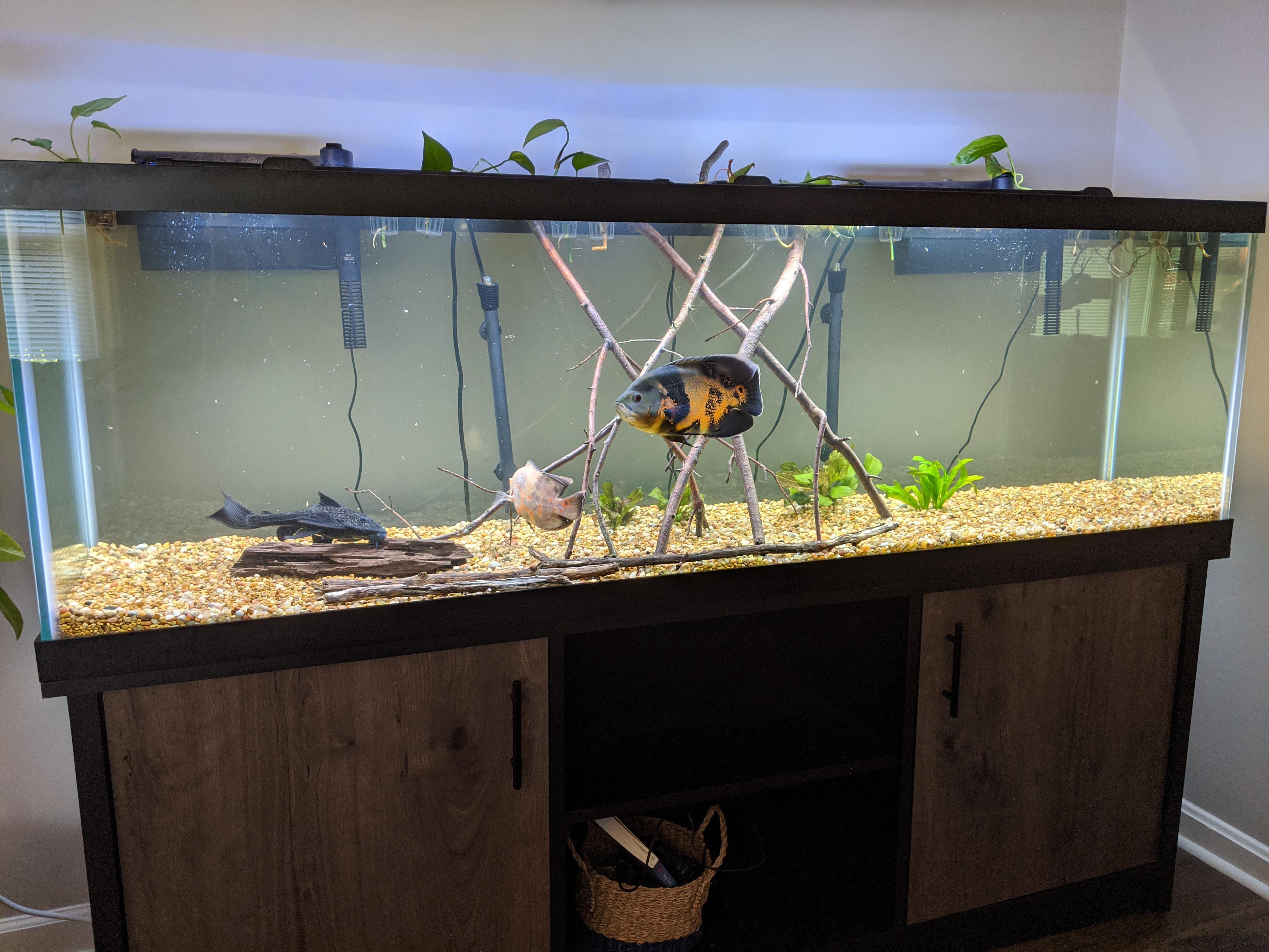 My new 125g setup. They finally have some room. r/oscarfish