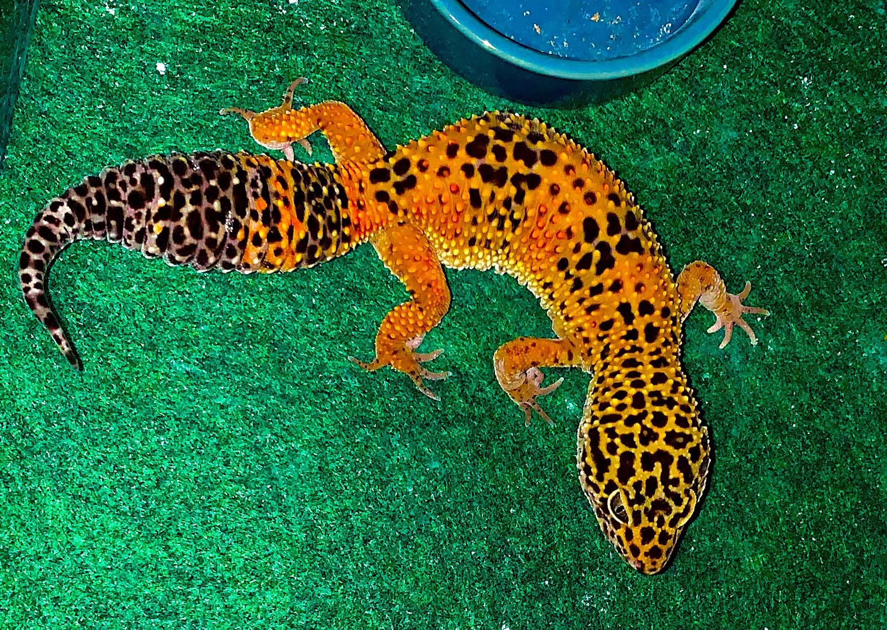 Thicc tail r/leopardgeckos