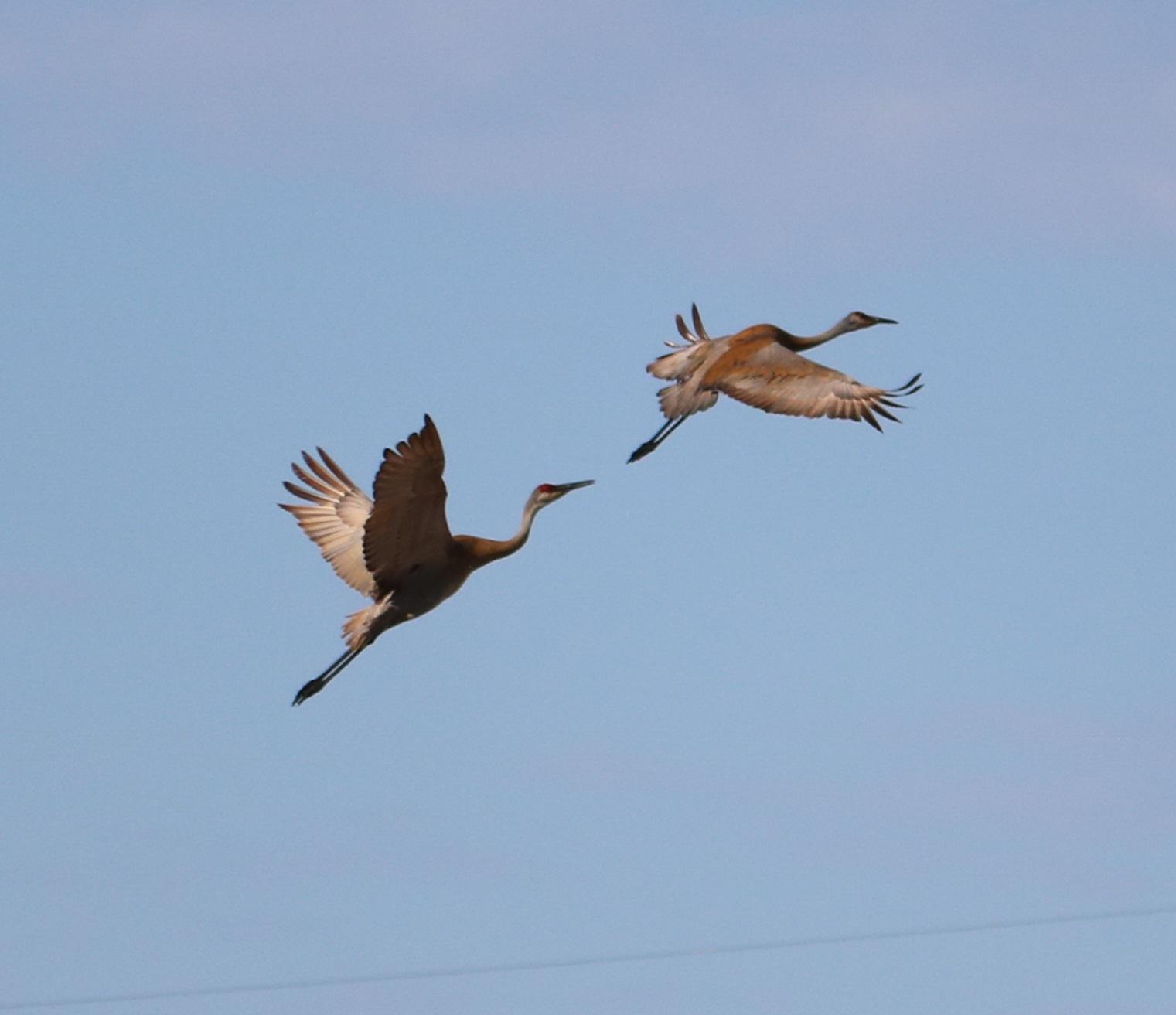 Sandhill cranes, south Iowa City. What a treat! r/Iowa