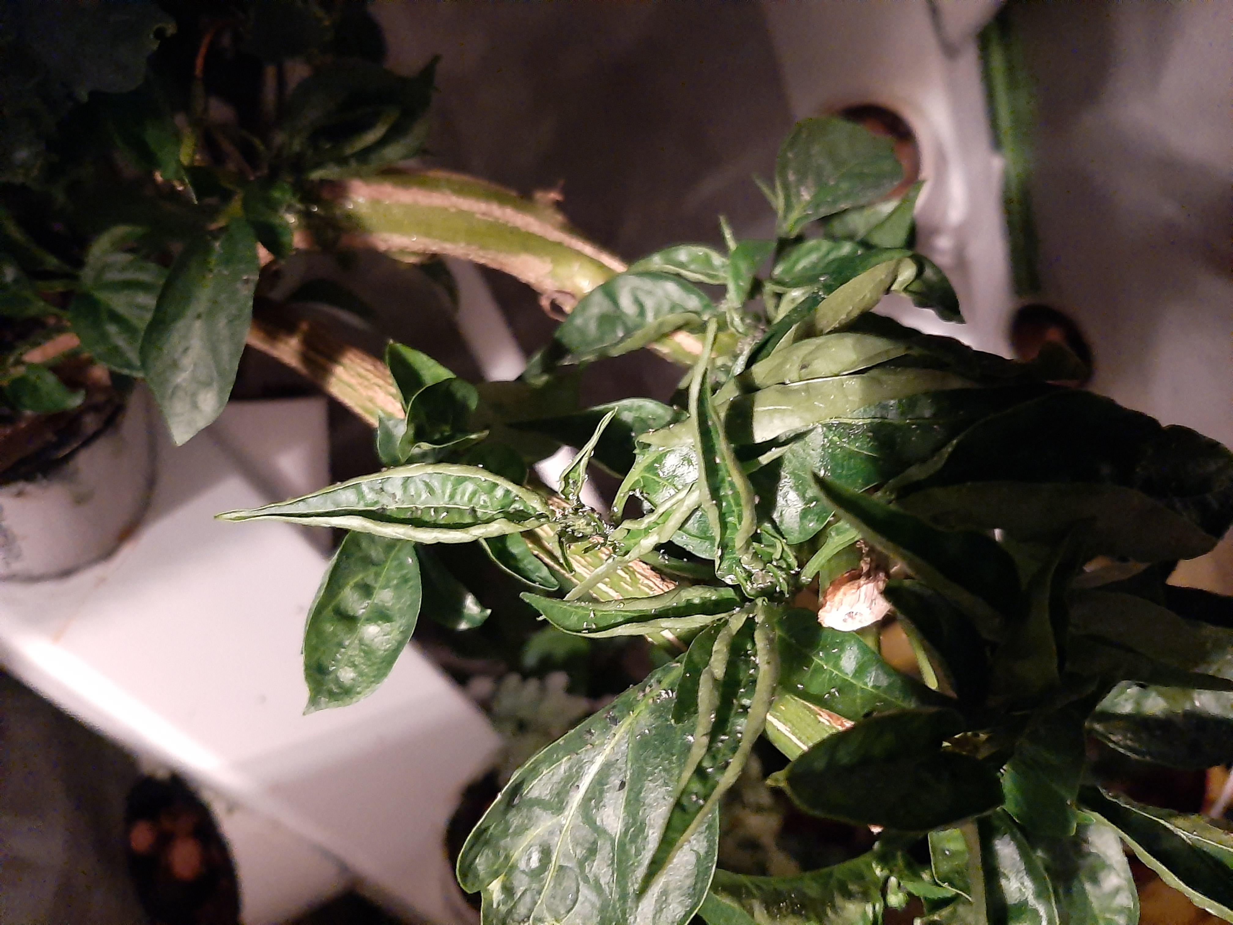 I need help discerning what this white specks are on my plants. Outdoor hydro moved indoors