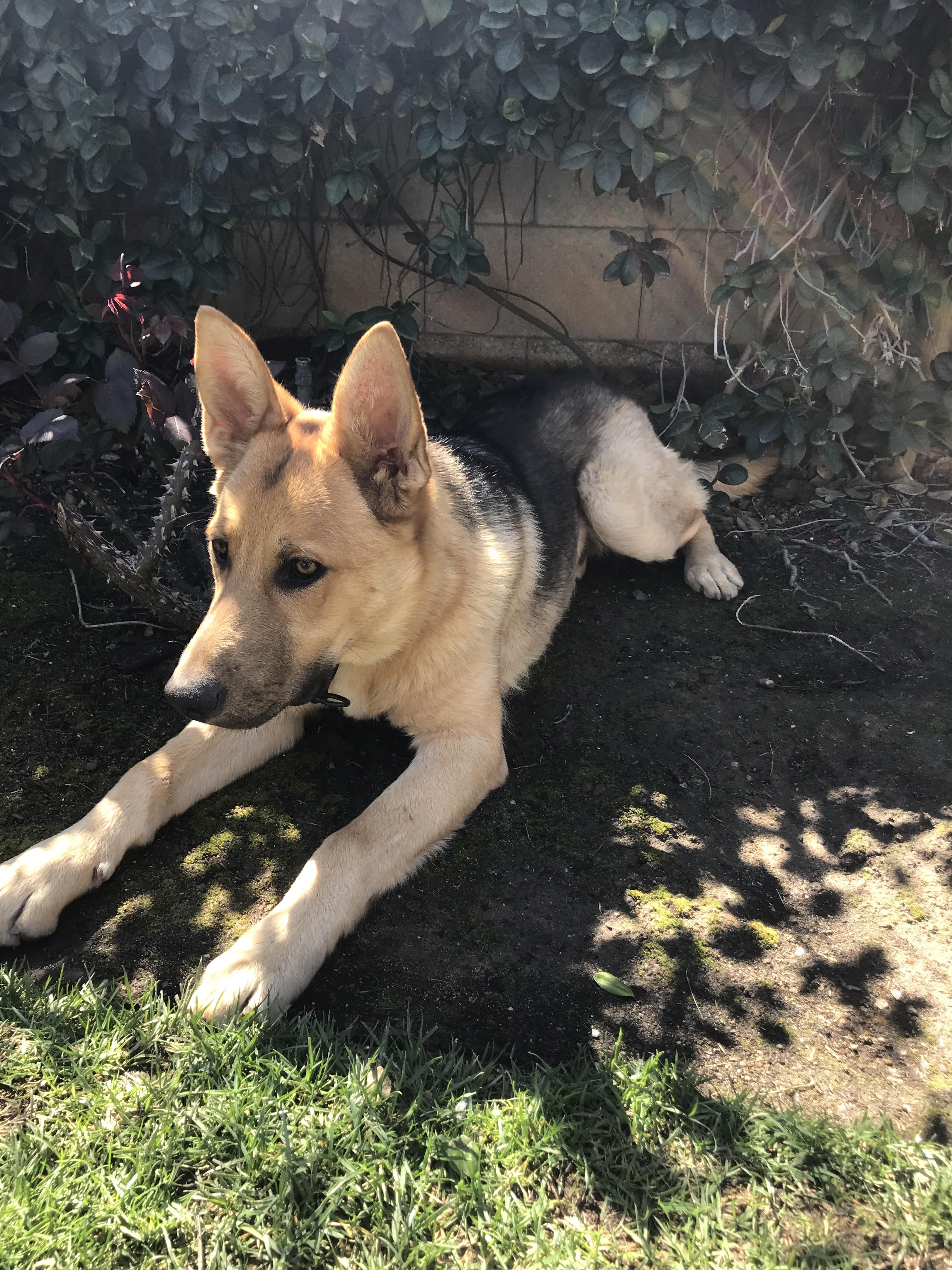 Our German Shepherd Champ at 5 months old! r/dogpictures