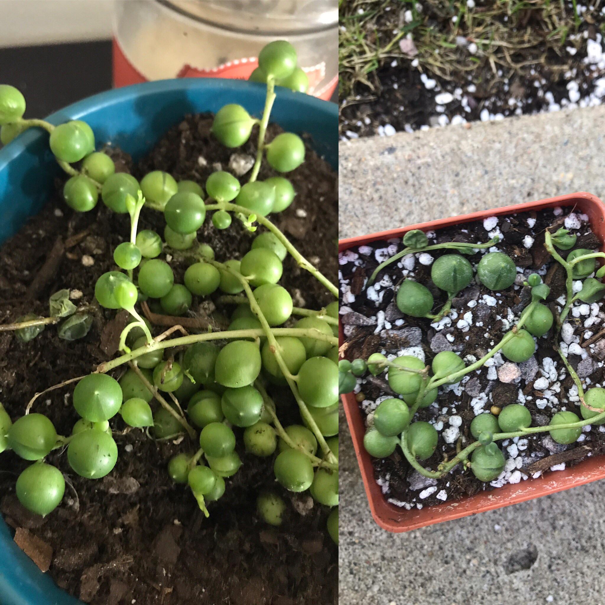 My boyfriend told me to give up on my pearl dreams, but I refuse