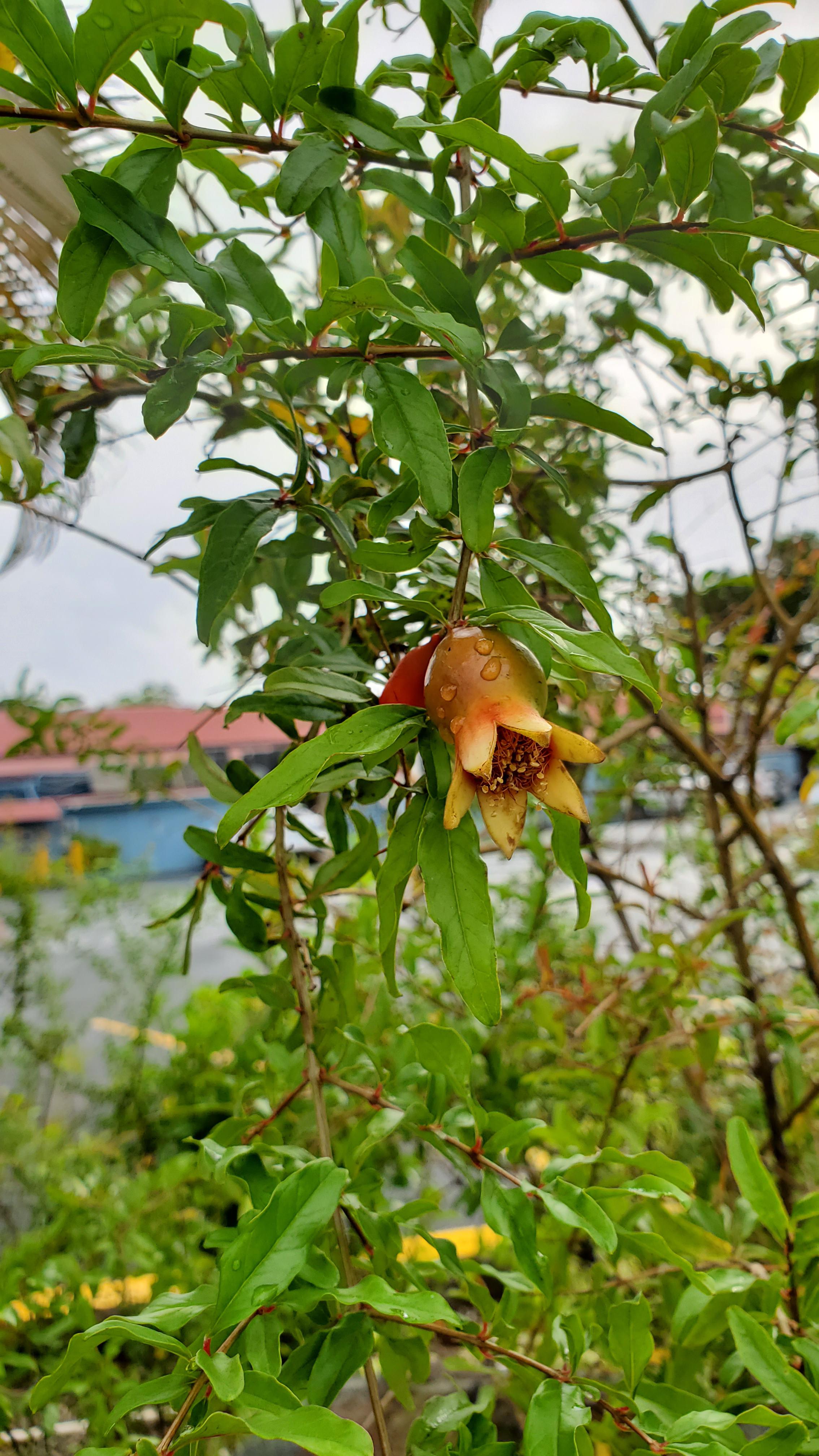 Found in, St. Thomas USVI. r/whatsthisplant