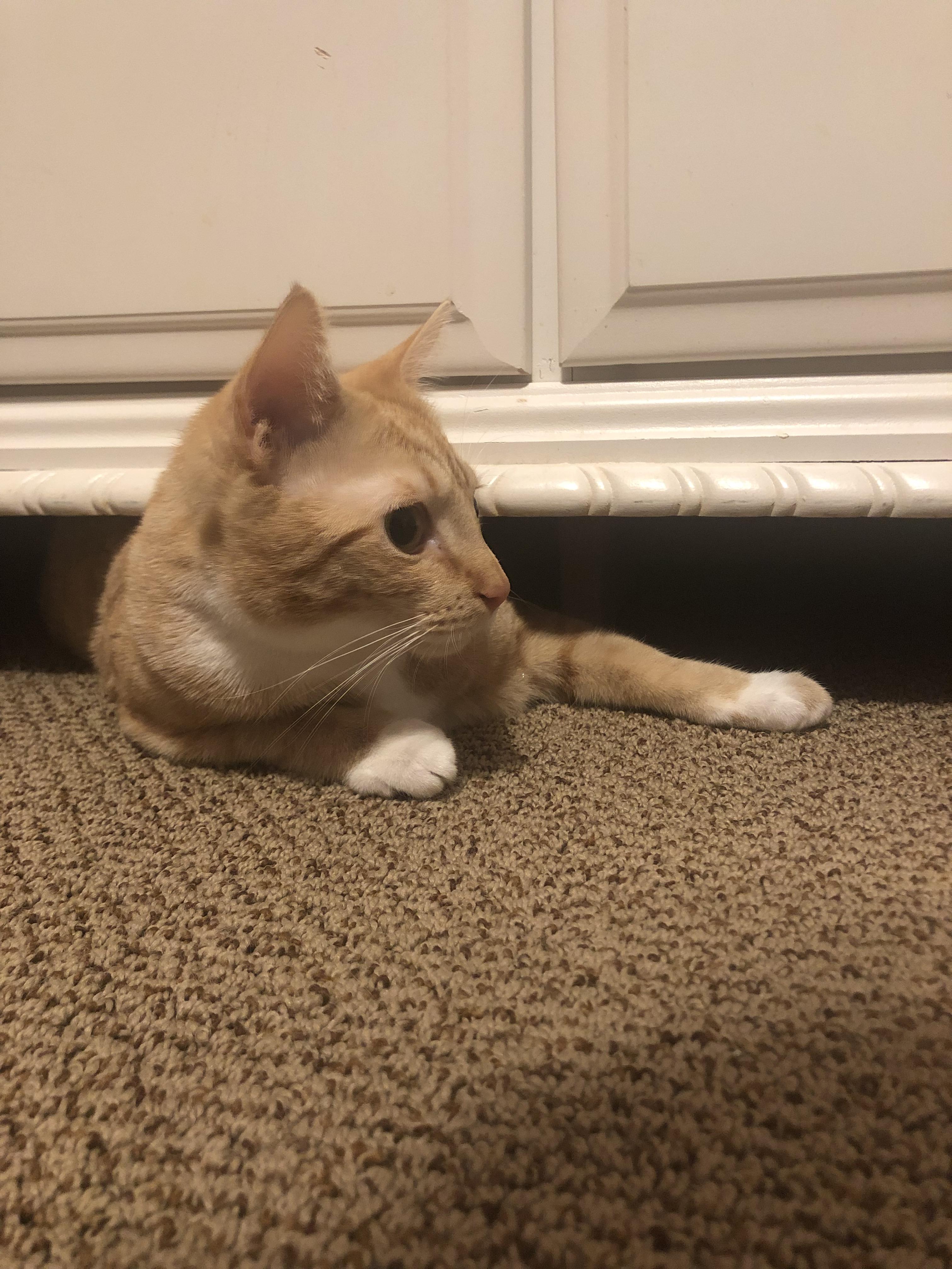 Bobbie found herself stuck under my dresser for about 10 minutes last