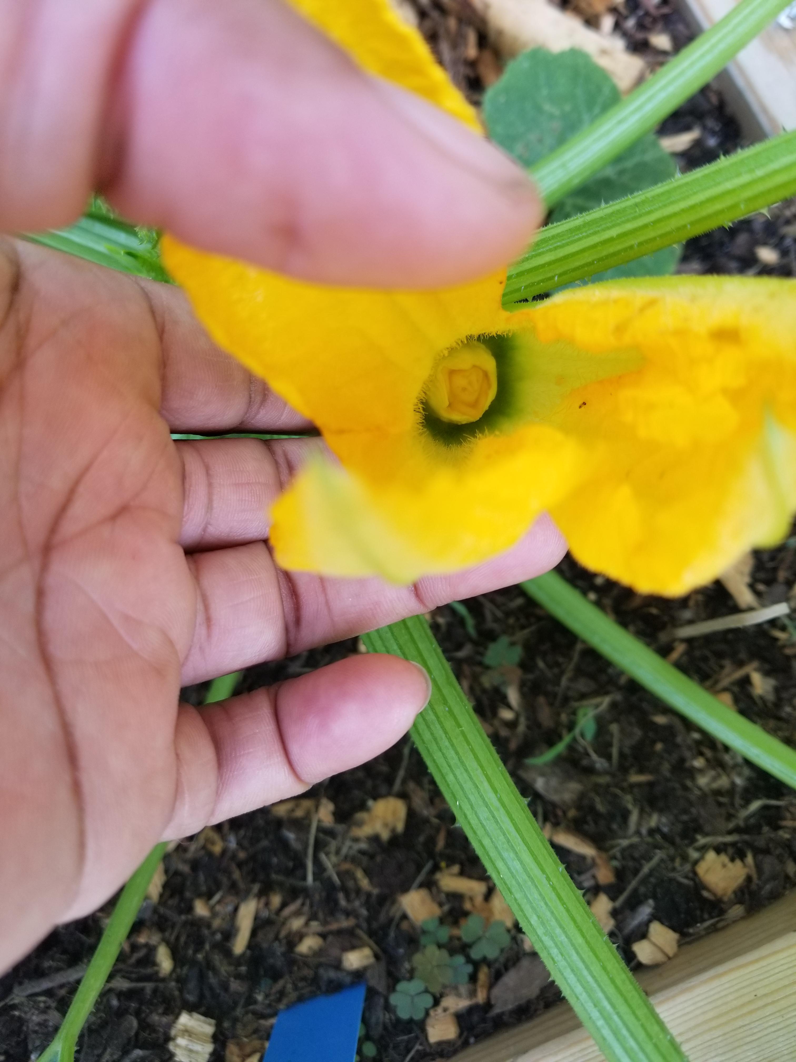 Weird female squash flower? r/vegetablegardening