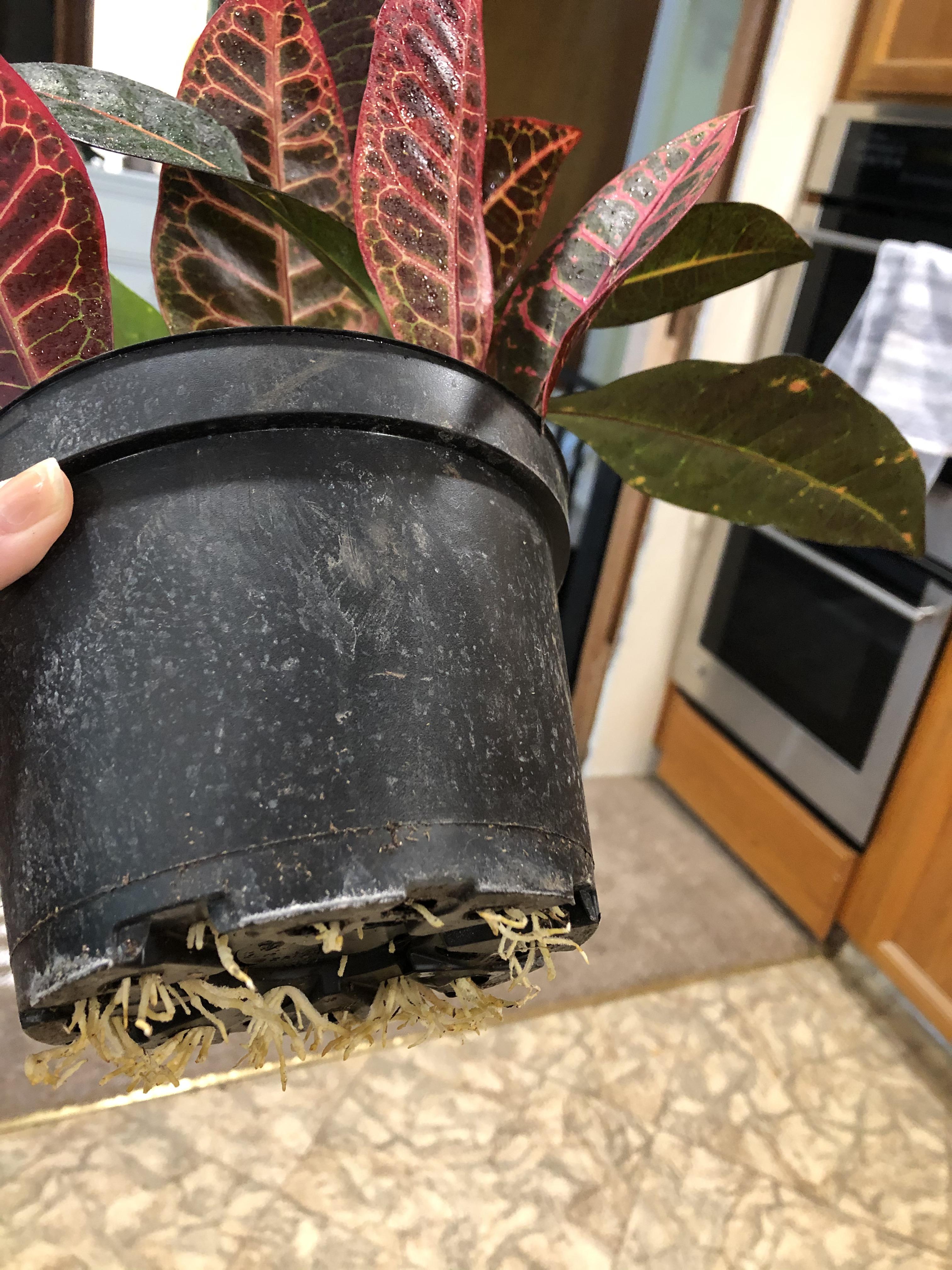 Do these roots on my croton mean it needs repotting or do they